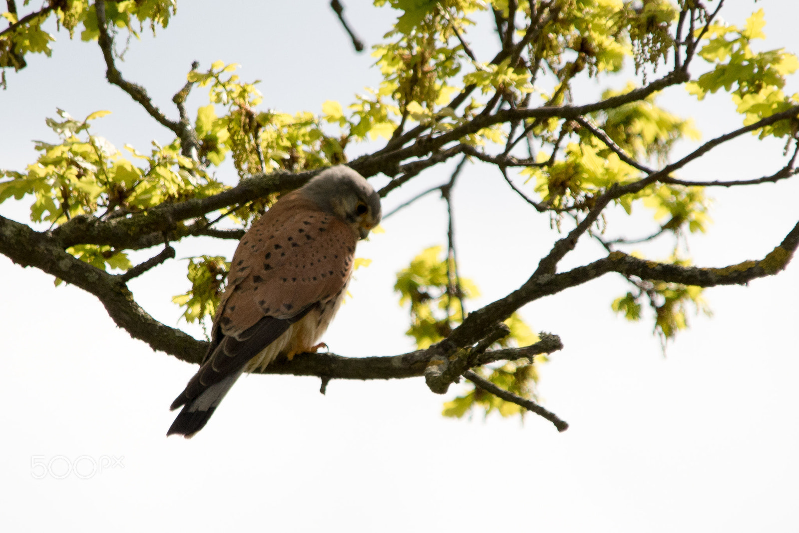 Canon EOS 7D Mark II + Sigma 150-500mm F5-6.3 DG OS HSM sample photo. Kestrel in tree photography