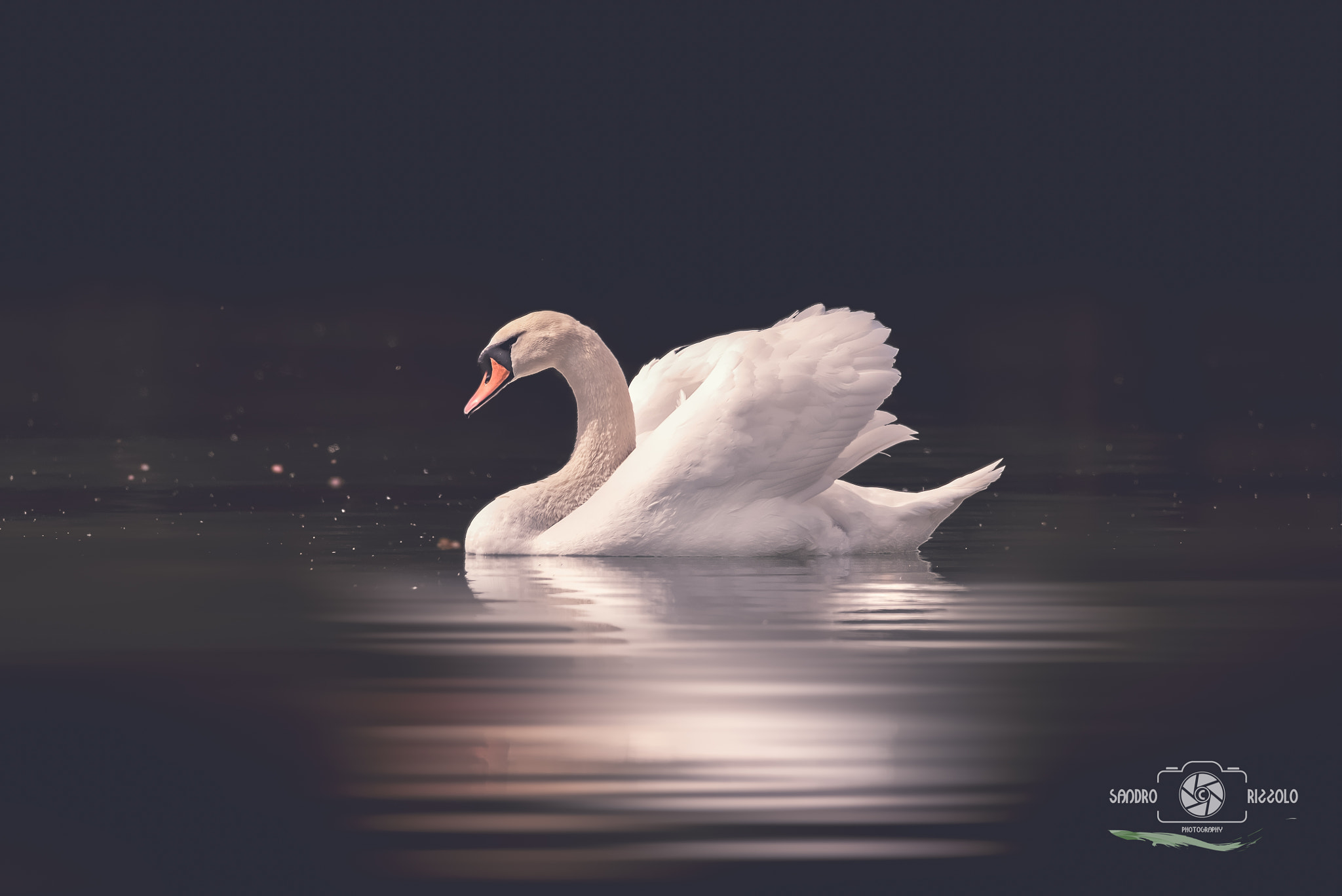 Nikon D750 + Sigma 150-600mm F5-6.3 DG OS HSM | C sample photo. Swan photography