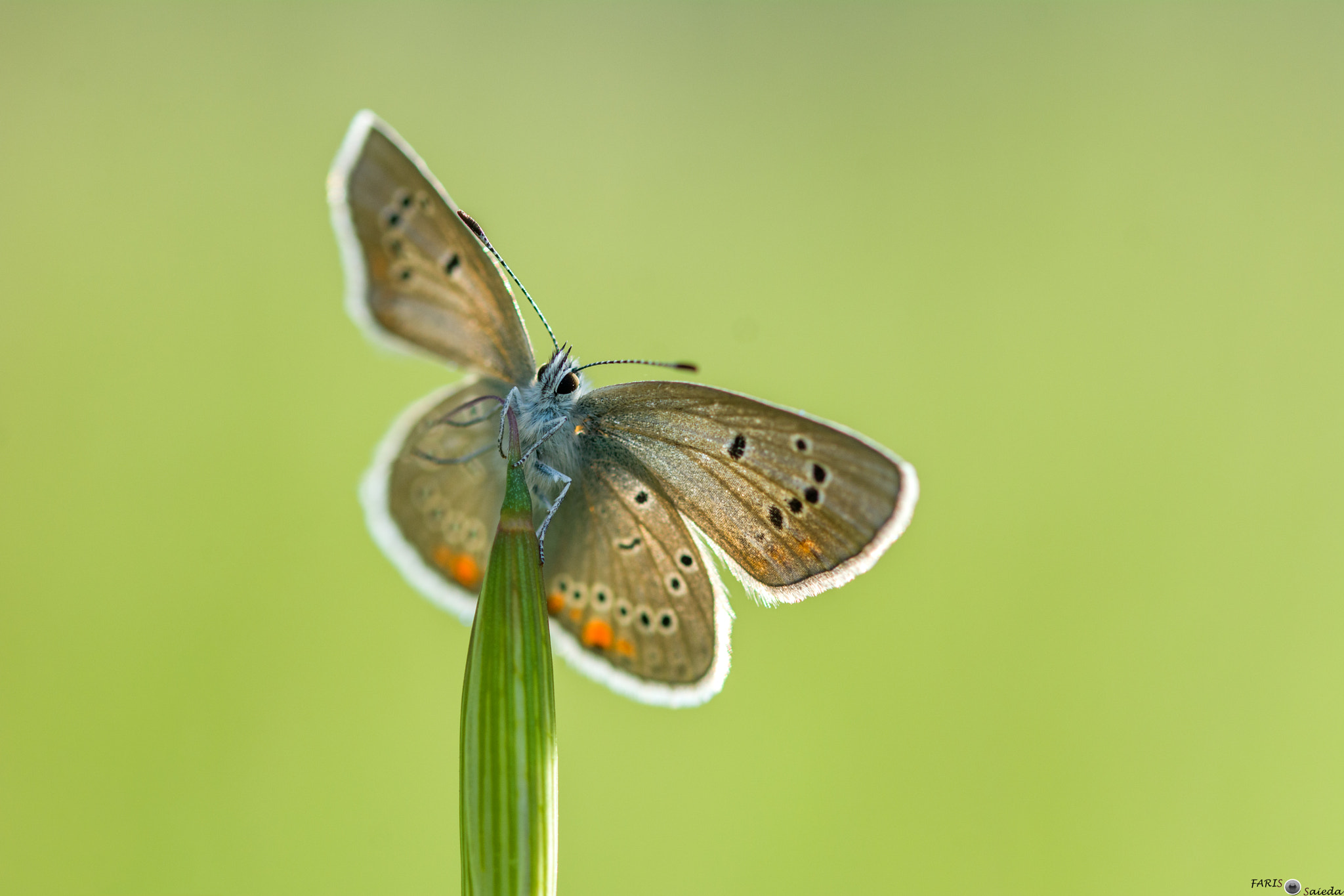 Sigma 105mm F2.8 EX DG OS HSM sample photo