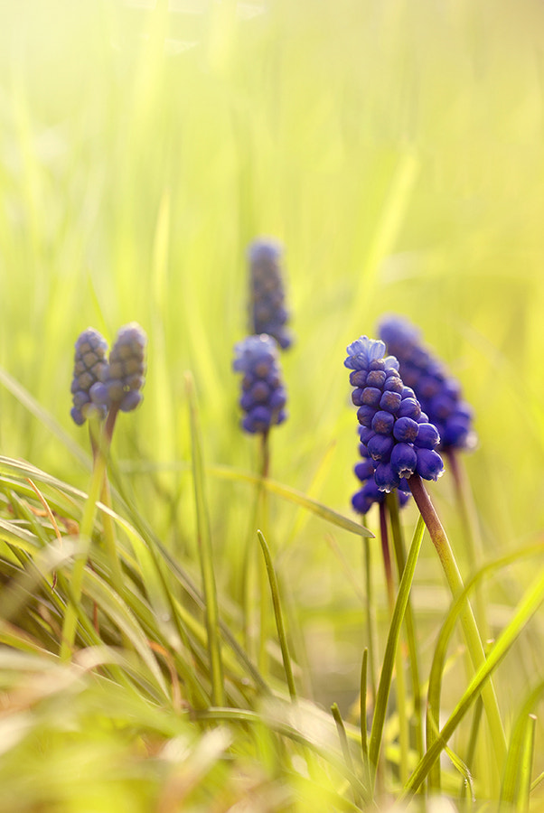 90mm F2.8 Macro SSM sample photo. *** photography