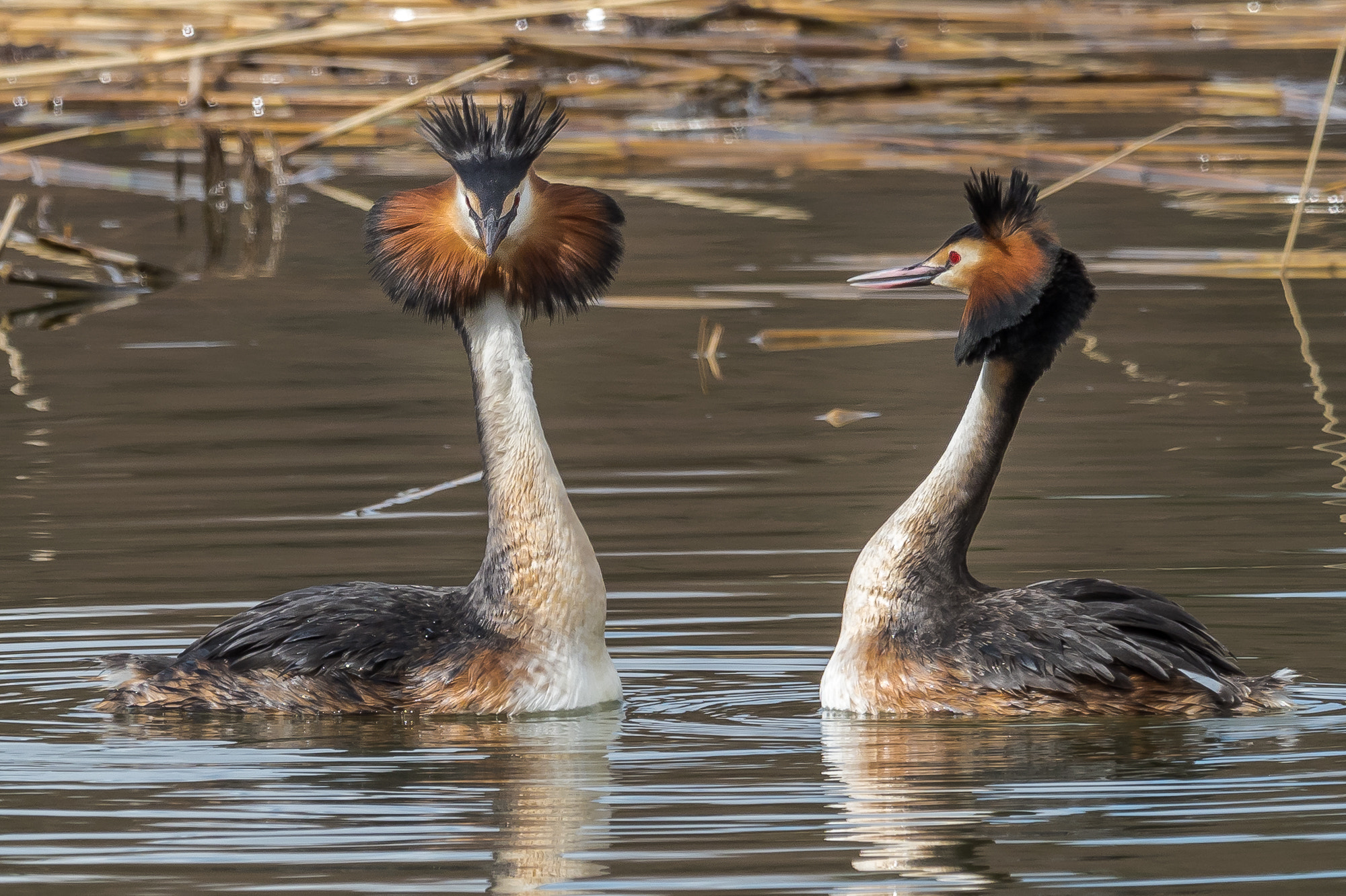 M.300mm F4.0 + MC-14 sample photo. Great crested grebes,  courtship ritual photography