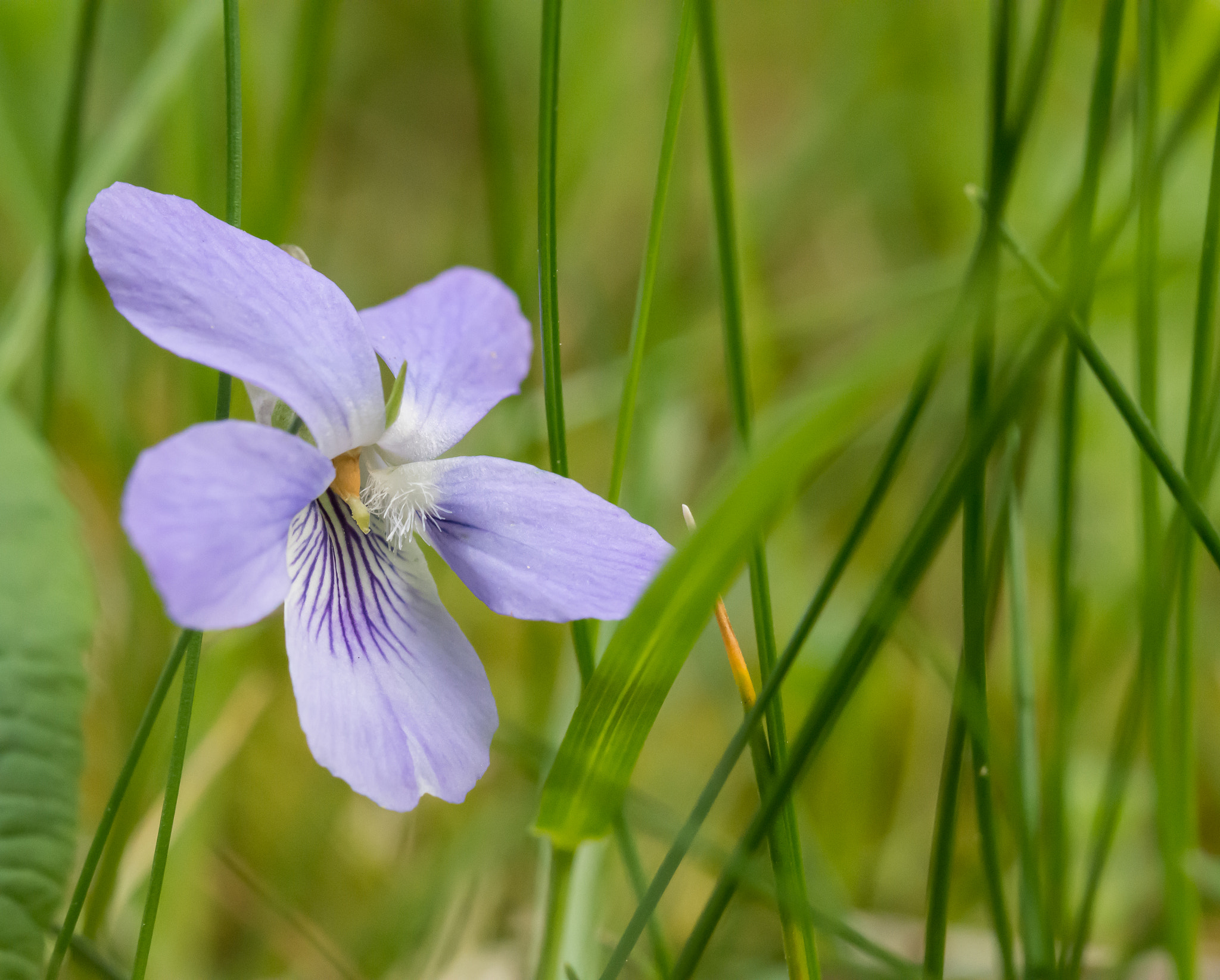 Nikon D7200 sample photo. In a grass forest photography