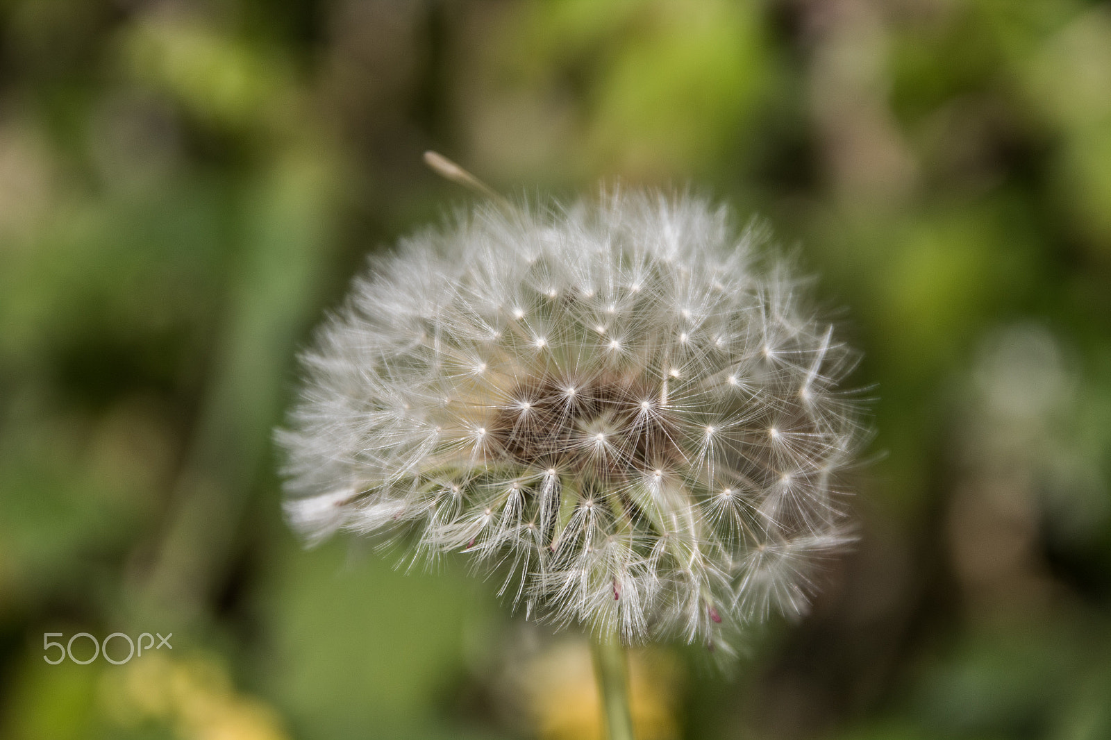 Sigma 17-70mm F2.8-4 DC Macro OS HSM sample photo. Flora photography