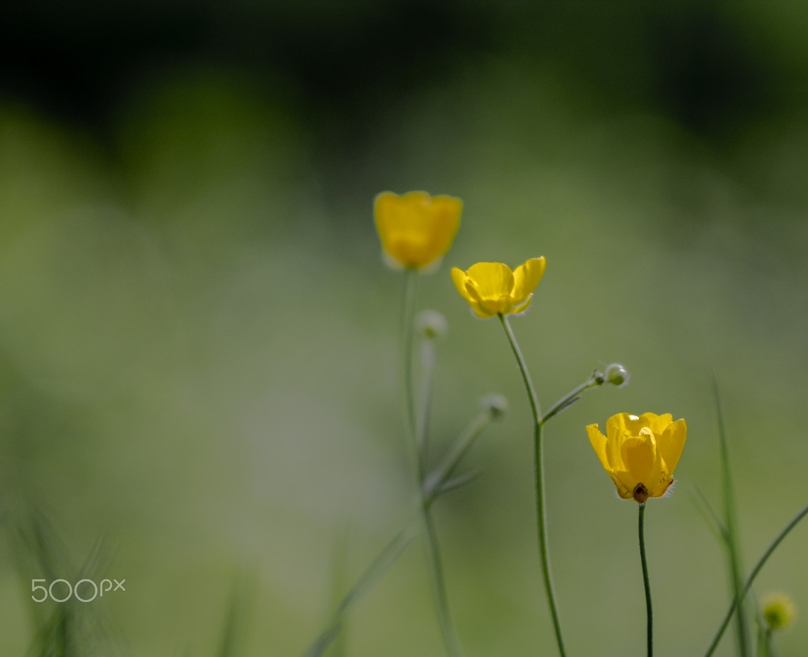 Canon EF 70-300mm F4-5.6 IS USM sample photo. Flora photography