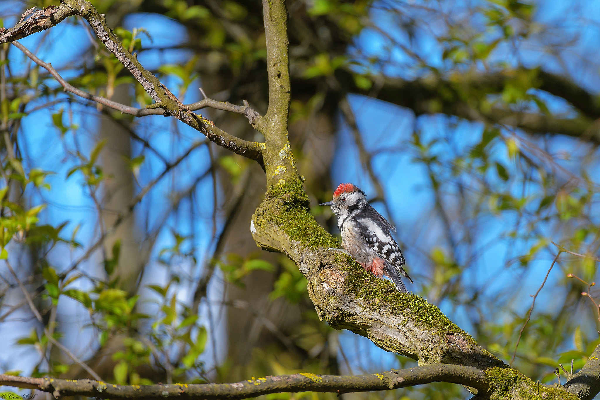Nikon AF-S Nikkor 200-500mm F5.6E ED VR sample photo