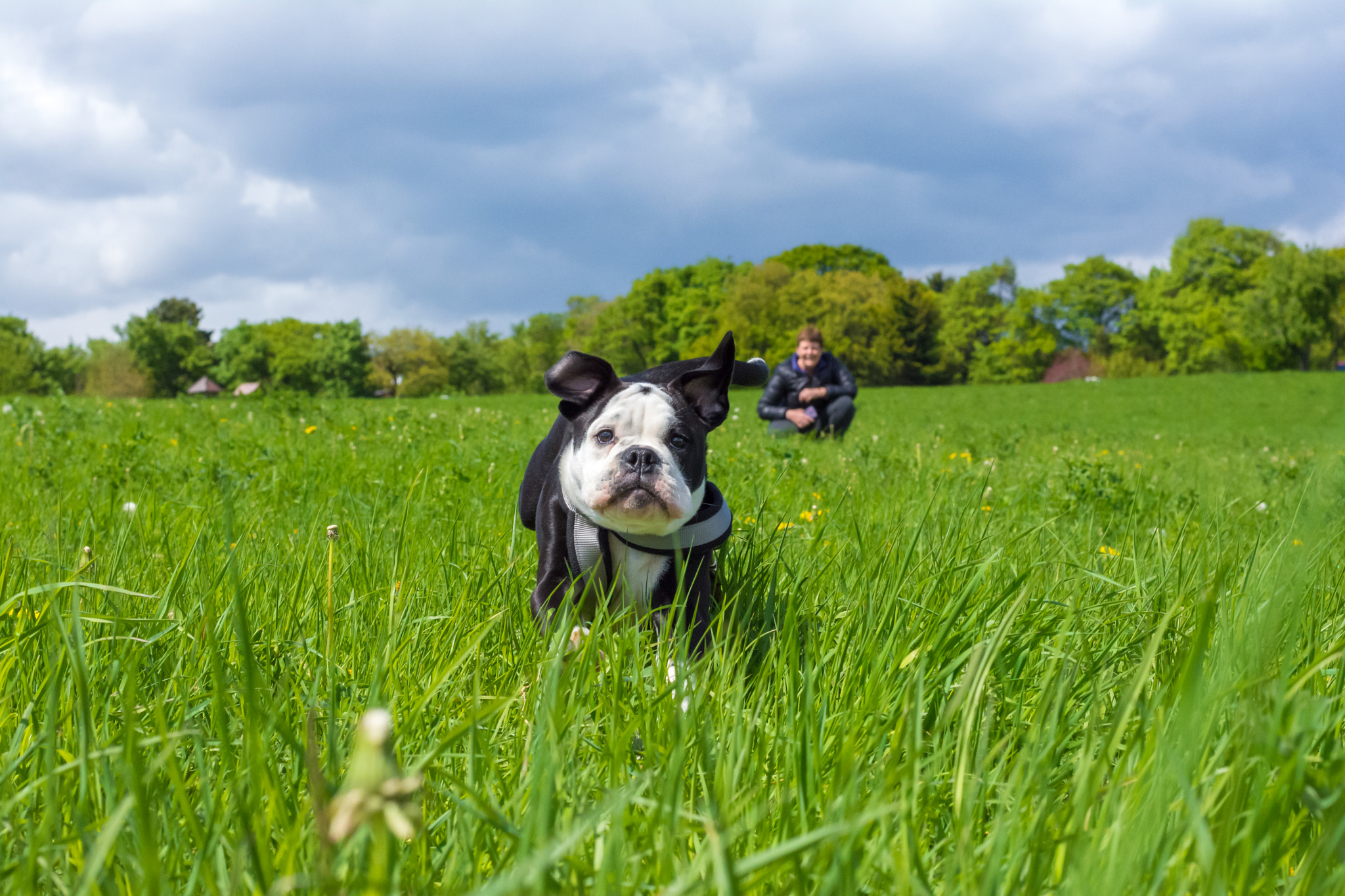 Nikon D5200 + Nikon AF-S Nikkor 50mm F1.8G sample photo. Continental bulldog photography