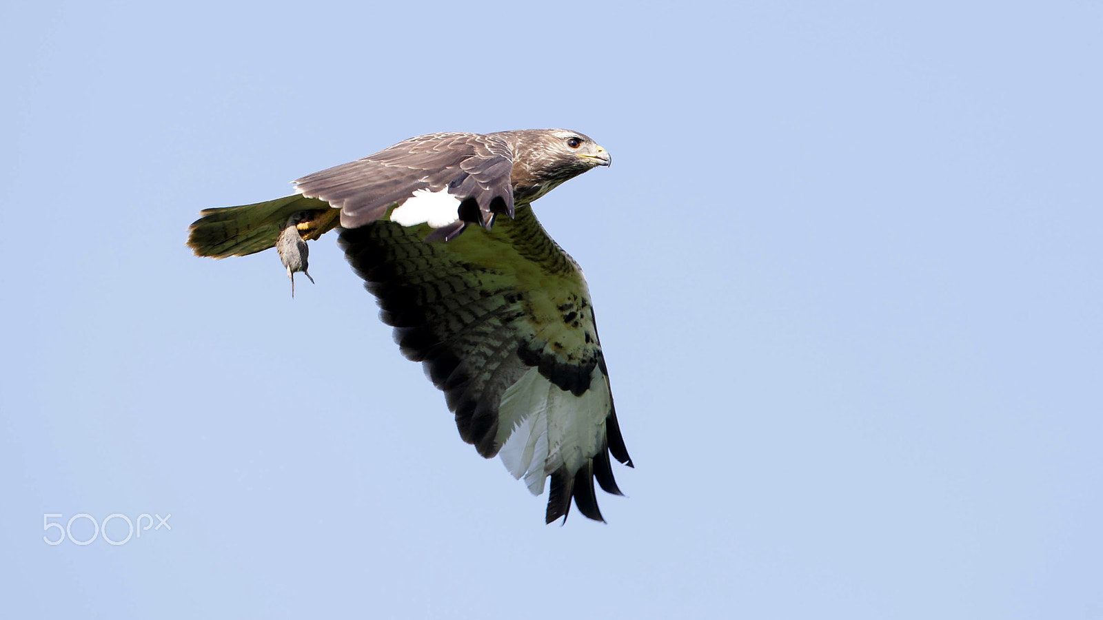 Canon EOS-1D X + Canon EF 500mm F4L IS USM sample photo. Bu photography