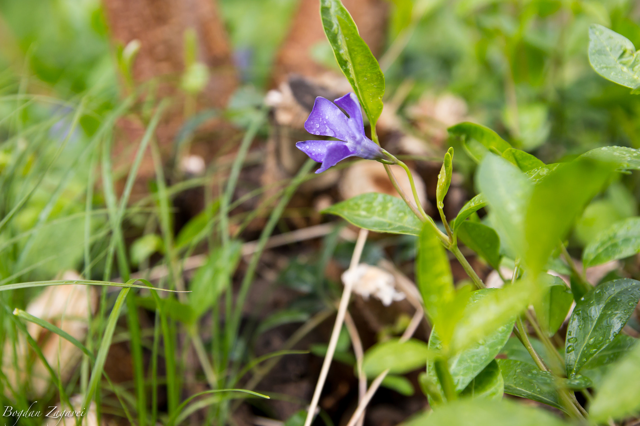 Tamron SP AF 17-50mm F2.8 XR Di II LD Aspherical (IF) sample photo. Purple flower photography