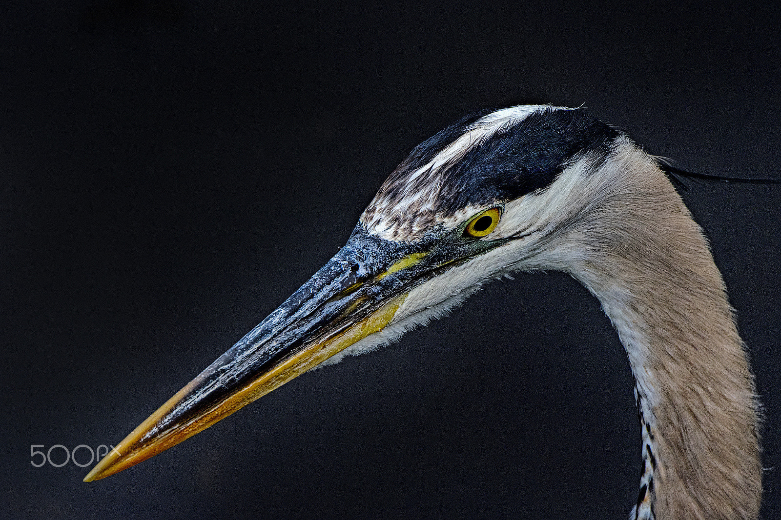 Nikon D810 sample photo. Love photography