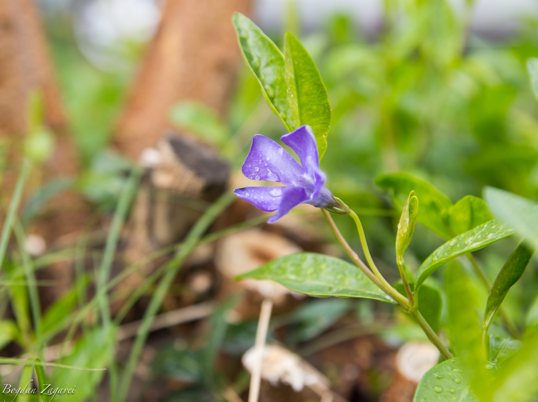 Tamron SP AF 17-50mm F2.8 XR Di II LD Aspherical (IF) sample photo. Purpleflower 2 photography