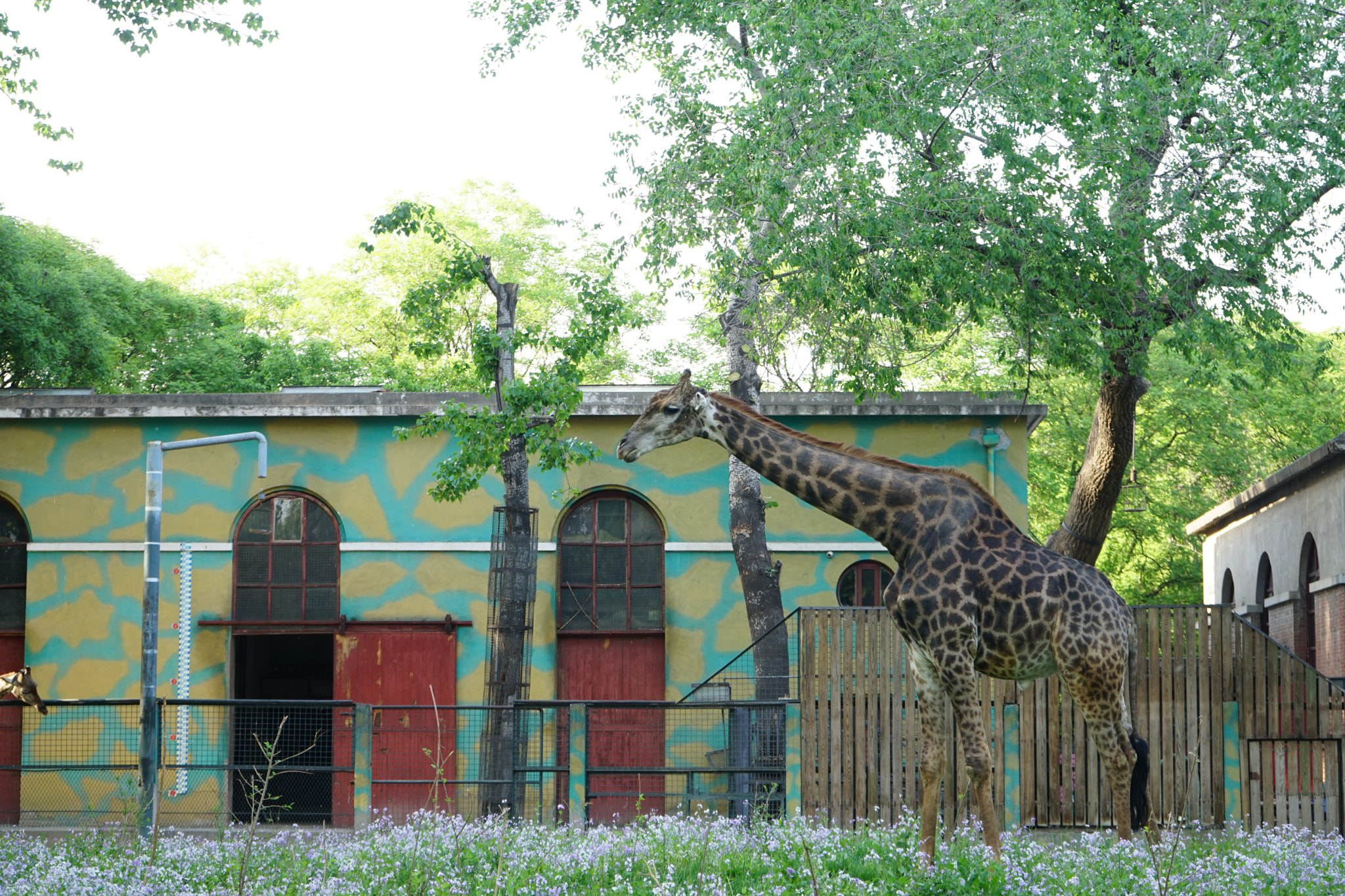 Sony a7 sample photo. Giraffe photography