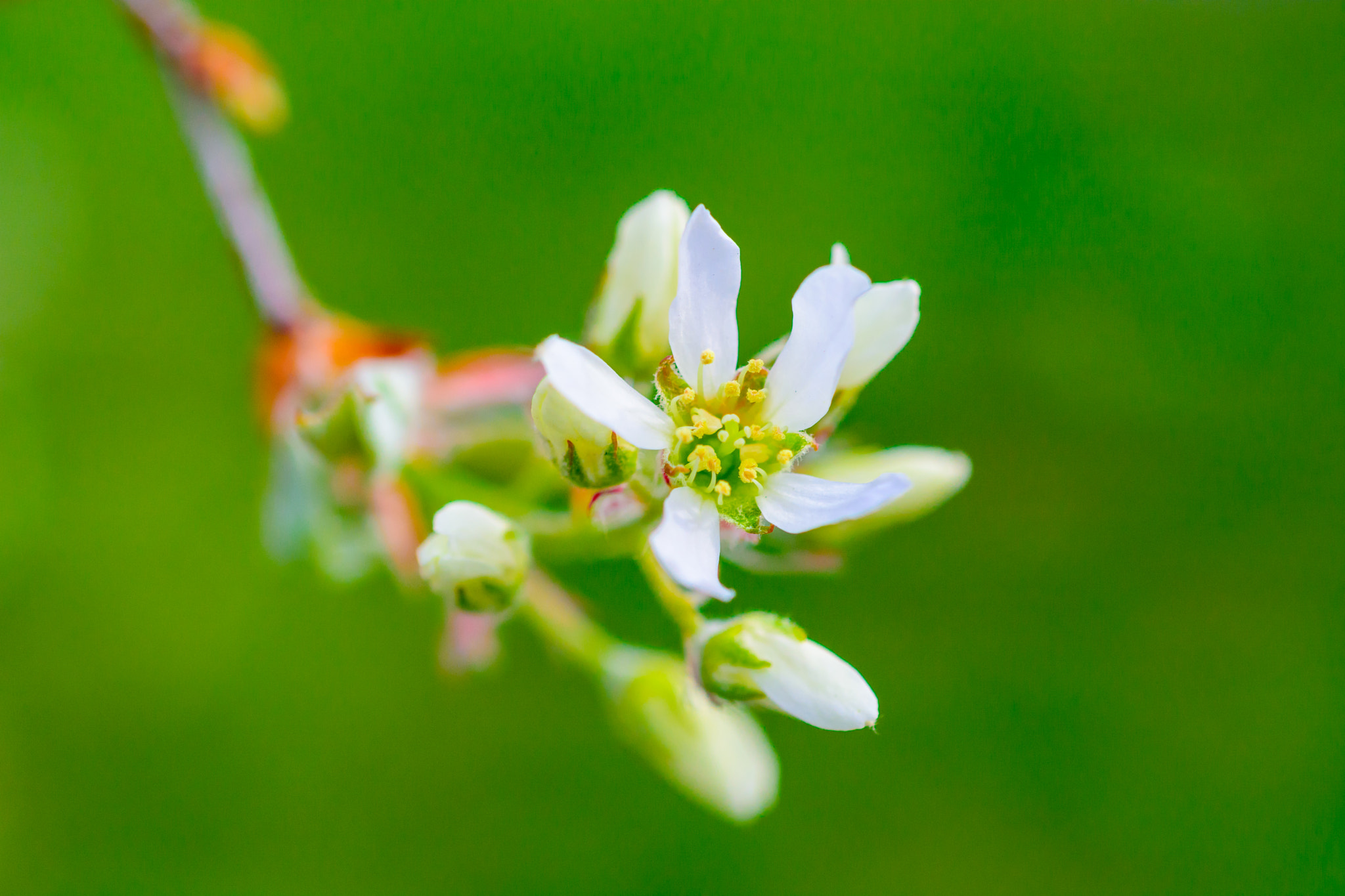 Nikon D7100 + AF Micro-Nikkor 60mm f/2.8 sample photo. Spring bloom photography