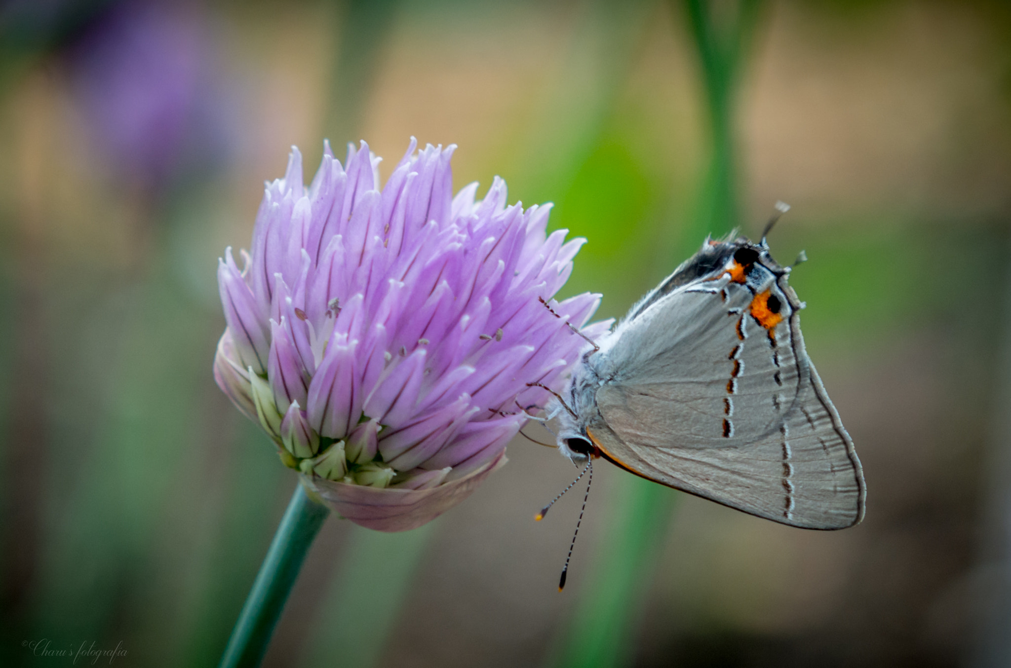 Nikon D7100 sample photo. Gray hairstreak butterfly photography
