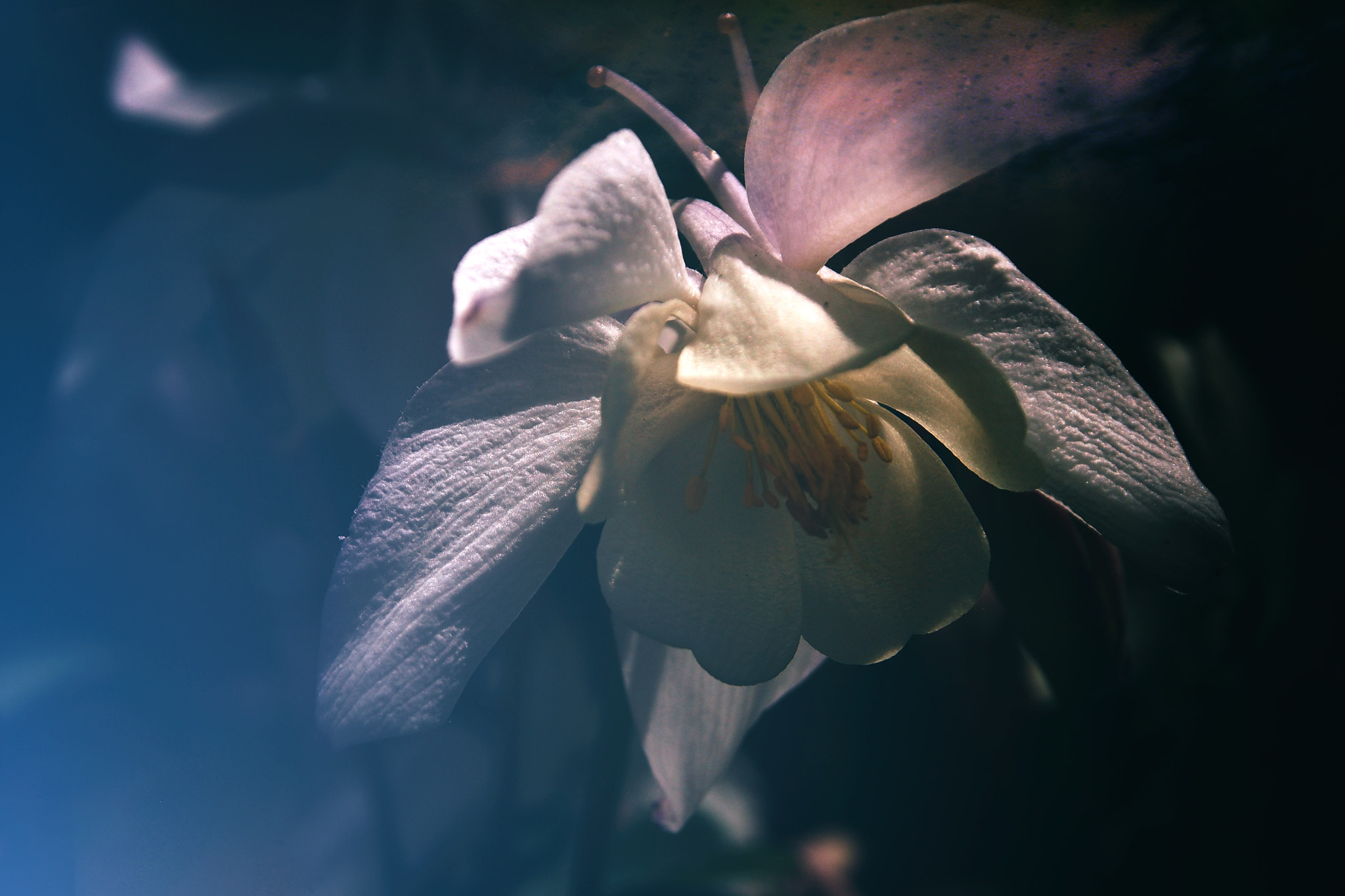 Olympus OM-D E-M5 sample photo. Out of the deep.. photography