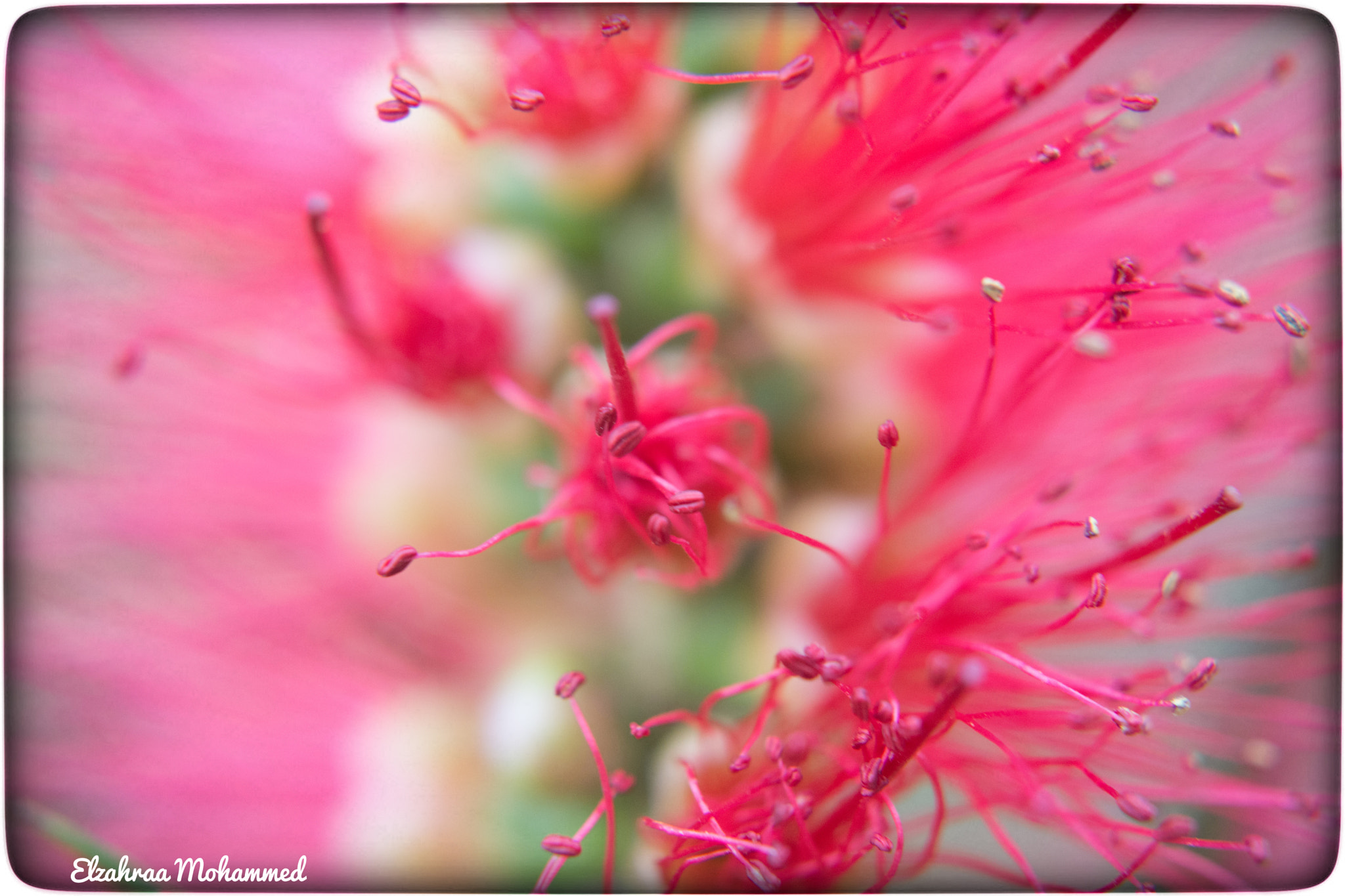 Sigma 50mm F2.8 EX DG Macro sample photo. Spring colors photography