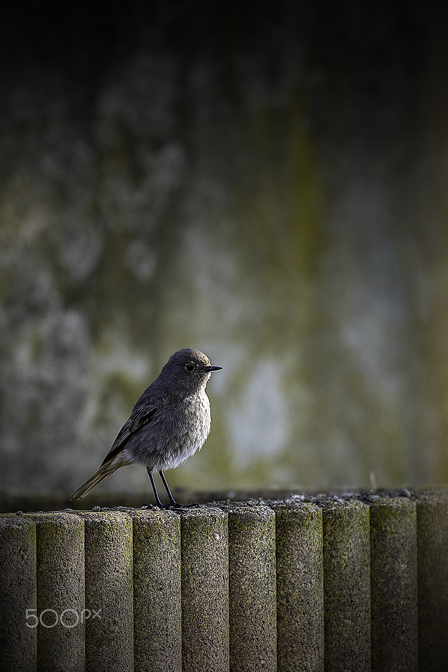 Nikon D5 + Nikon AF-S Nikkor 500mm F4G ED VR sample photo. Rouge queue noir photography