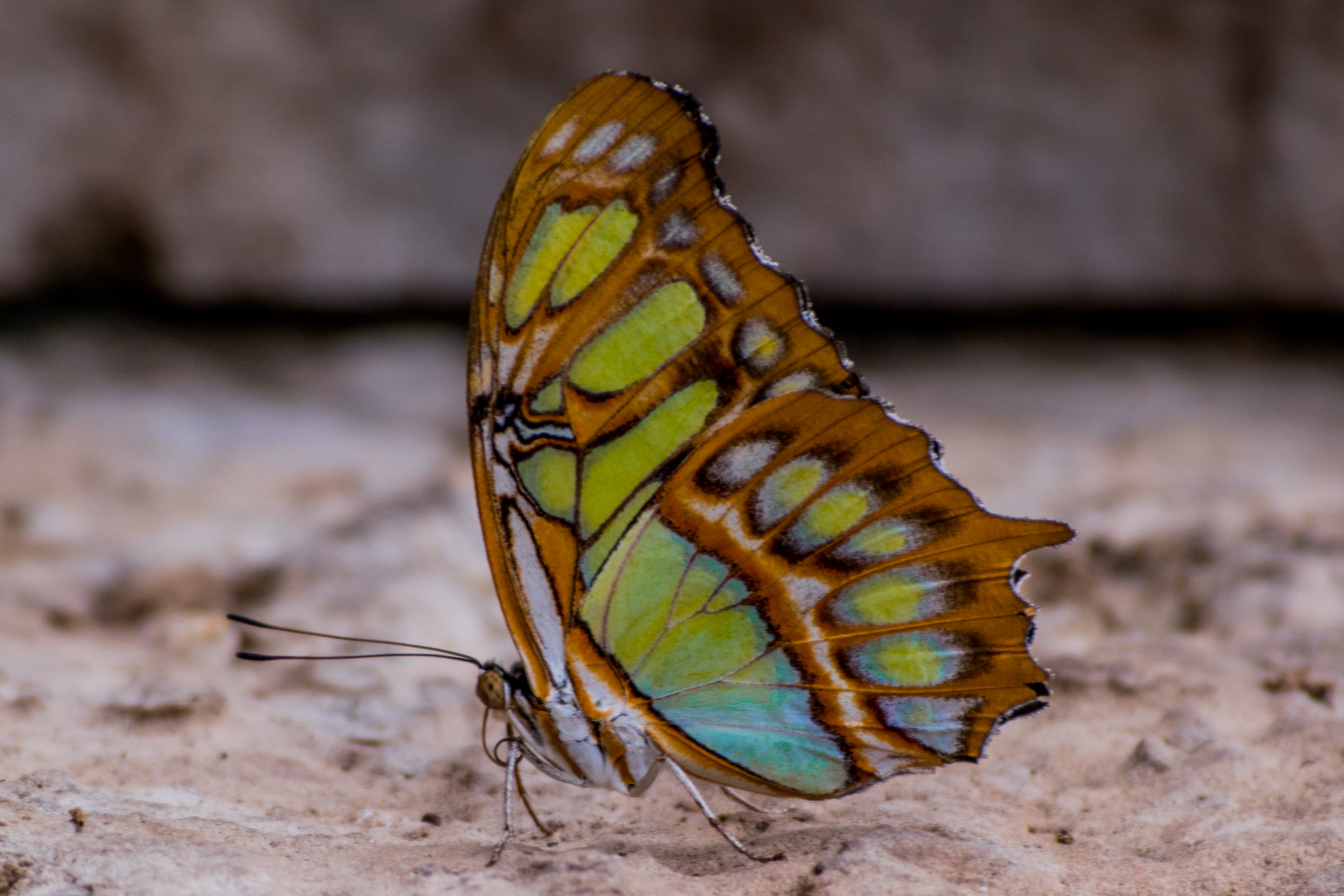 Nikon D5500 sample photo. Flying is for suckers. take the stairs. photography