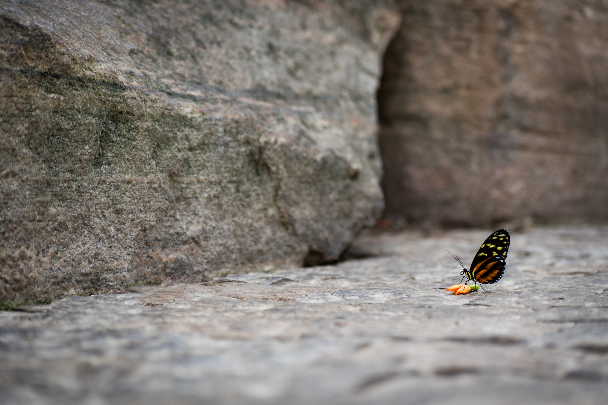 Nikon D5500 sample photo. Beauty in small places photography