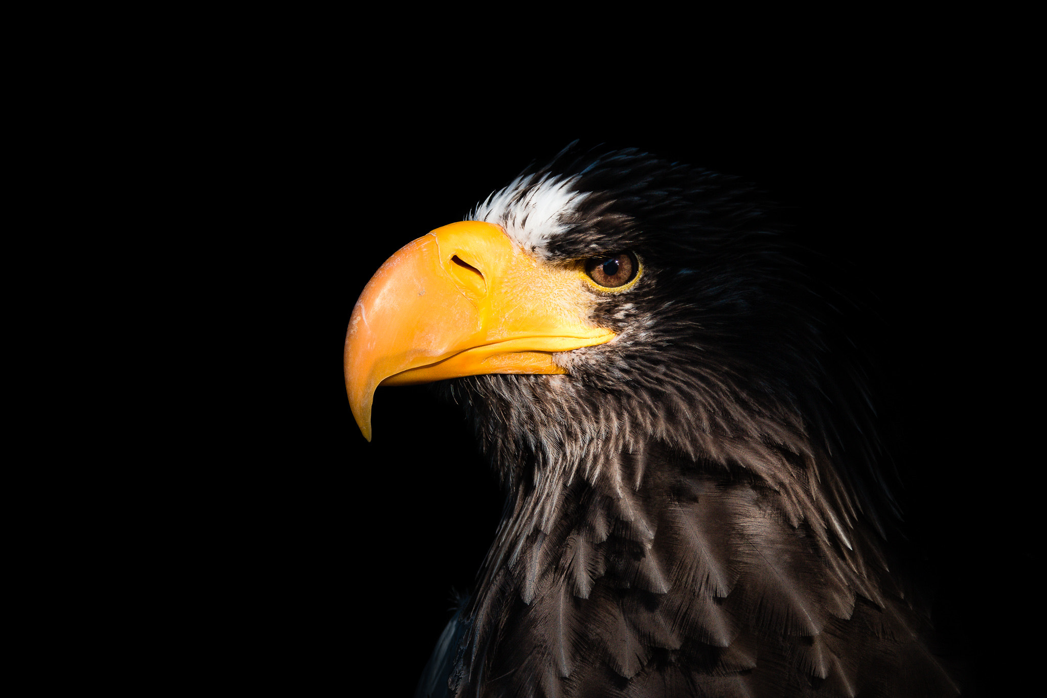 Tamron SP 150-600mm F5-6.3 Di VC USD sample photo. Out of the dark photography