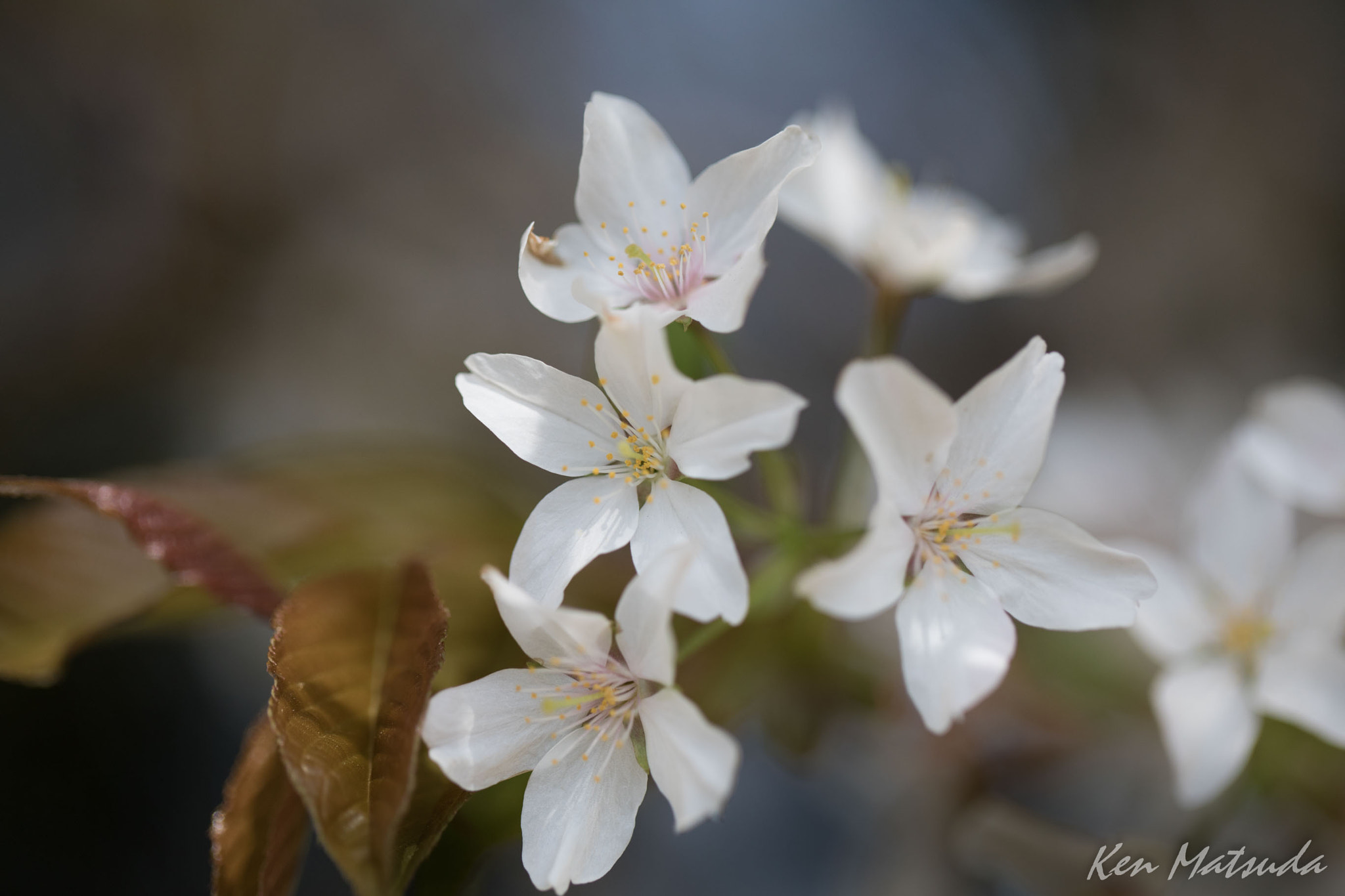 Canon EF 100mm F2.8L Macro IS USM sample photo. Wild cherry tree photography
