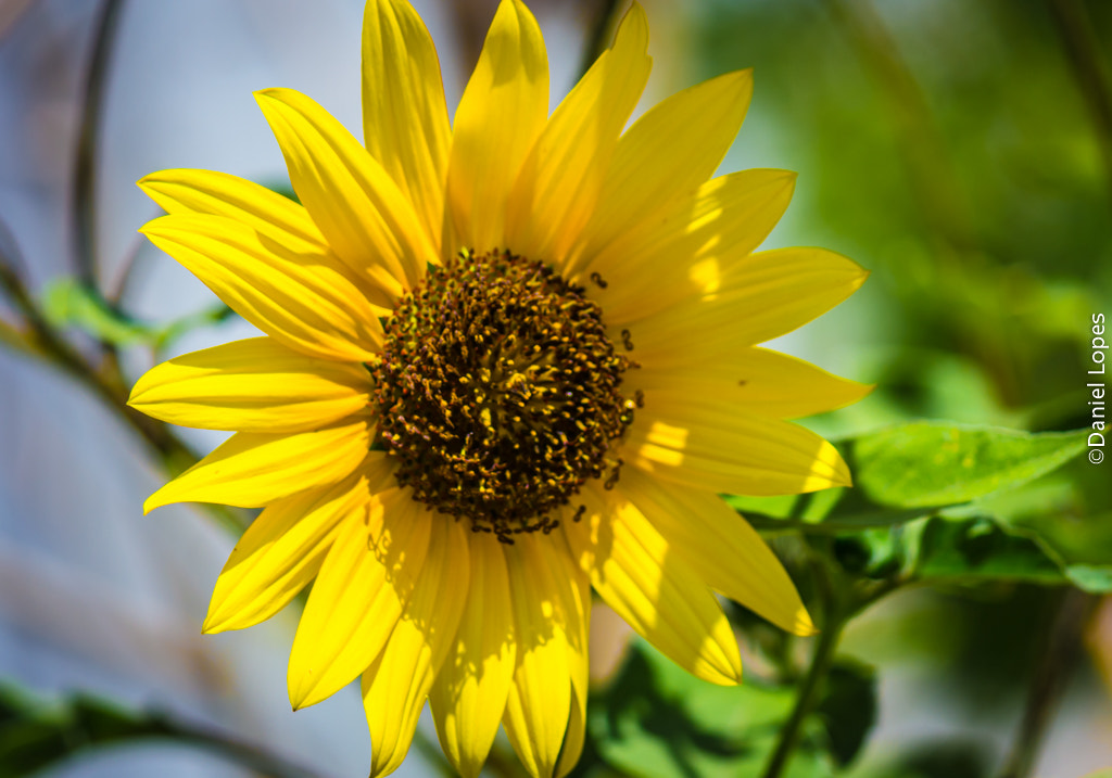 Canon EF-S 55-250mm F4-5.6 IS sample photo. Lazareto photography
