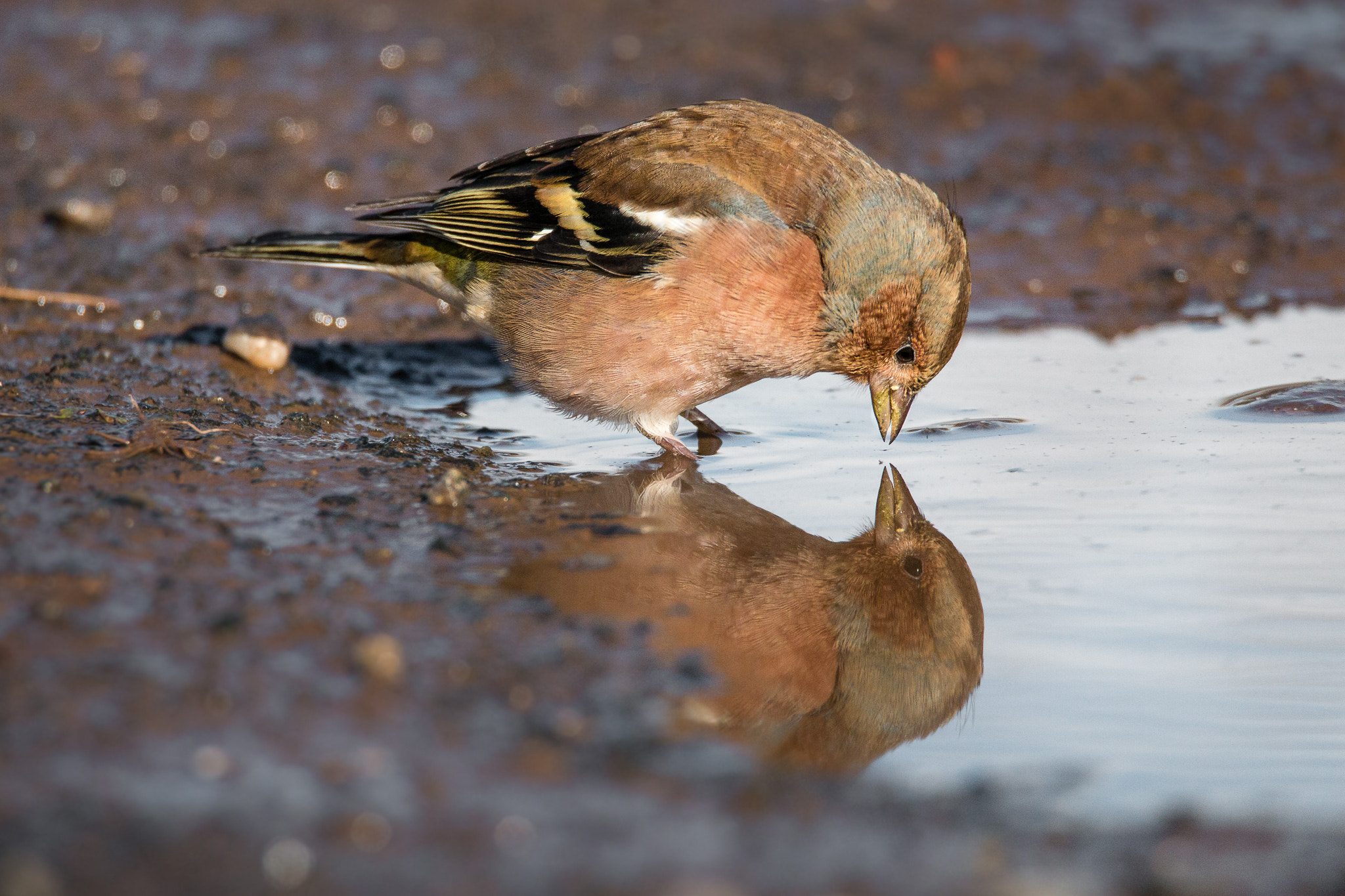 Tamron SP 150-600mm F5-6.3 Di VC USD sample photo. Buchfink / chaffinch photography