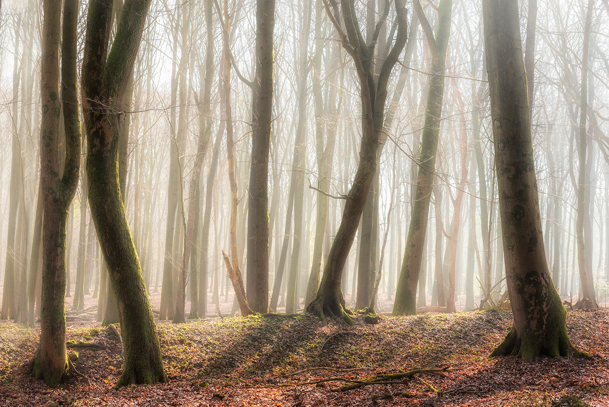 Nikon AF-S Nikkor 70-200mm F2.8G ED VR II sample photo. The forest awakens photography