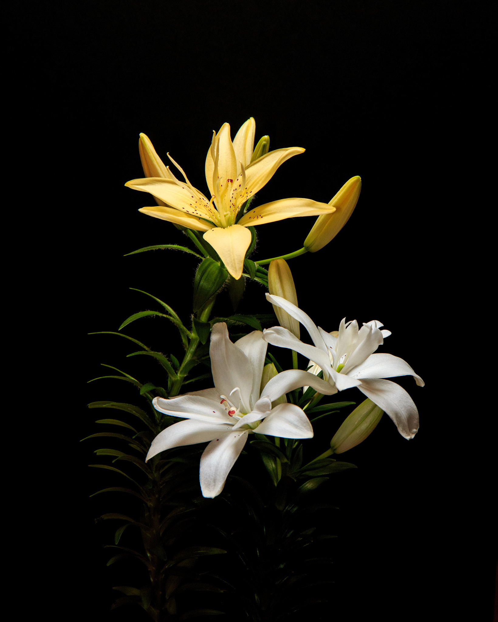 Canon EOS 70D sample photo. Lilies on black photography