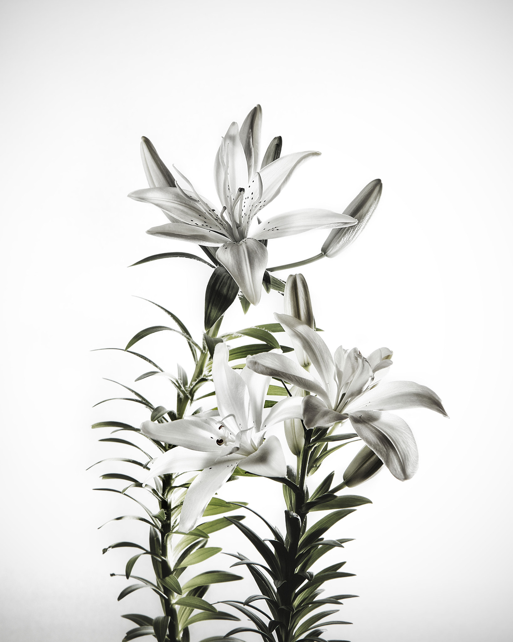 Canon EOS 70D sample photo. Lilies on white photography
