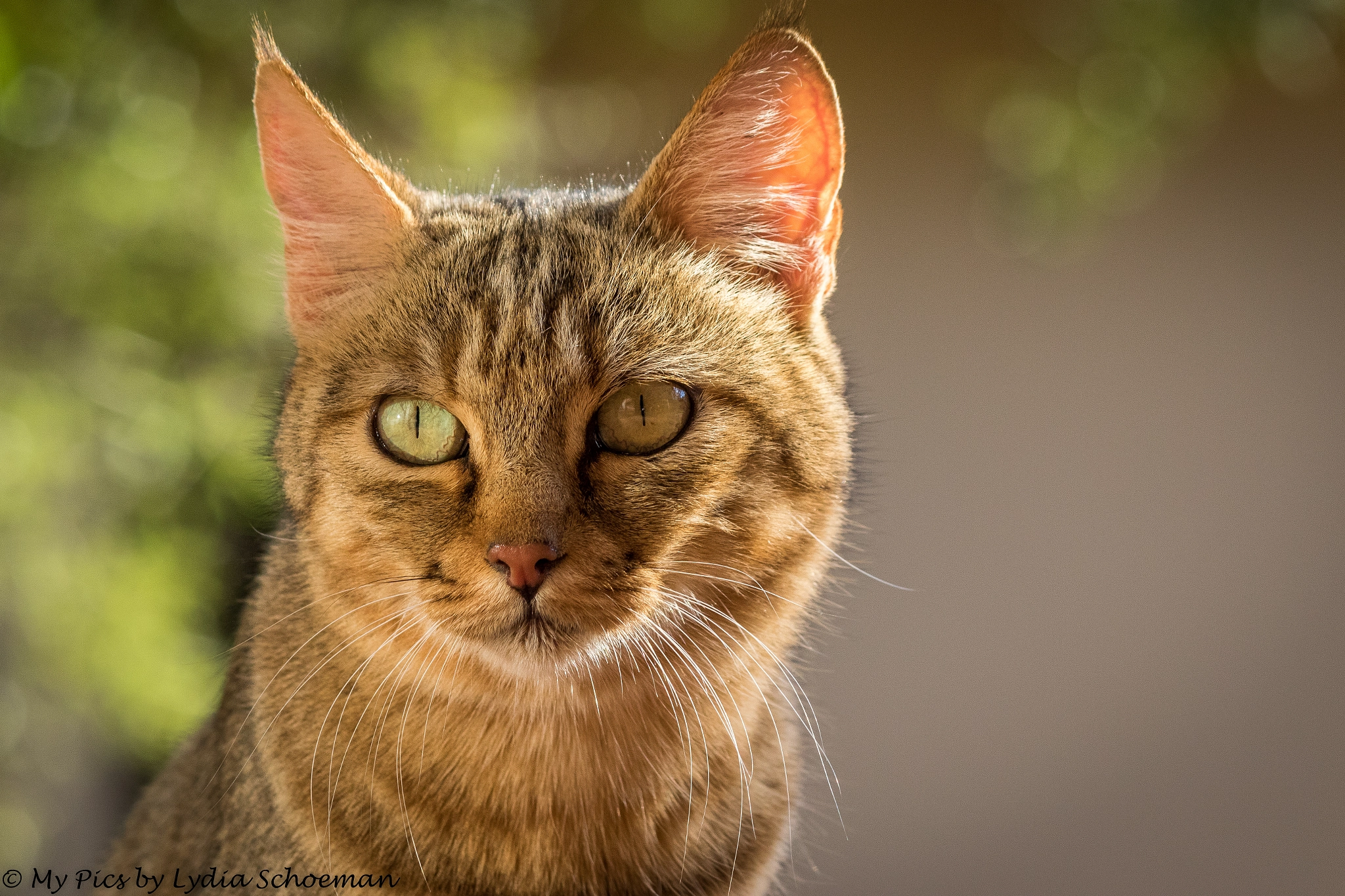 Canon EOS 7D Mark II + Canon EF-S 55-250mm F4-5.6 IS II sample photo. African wildcat photography