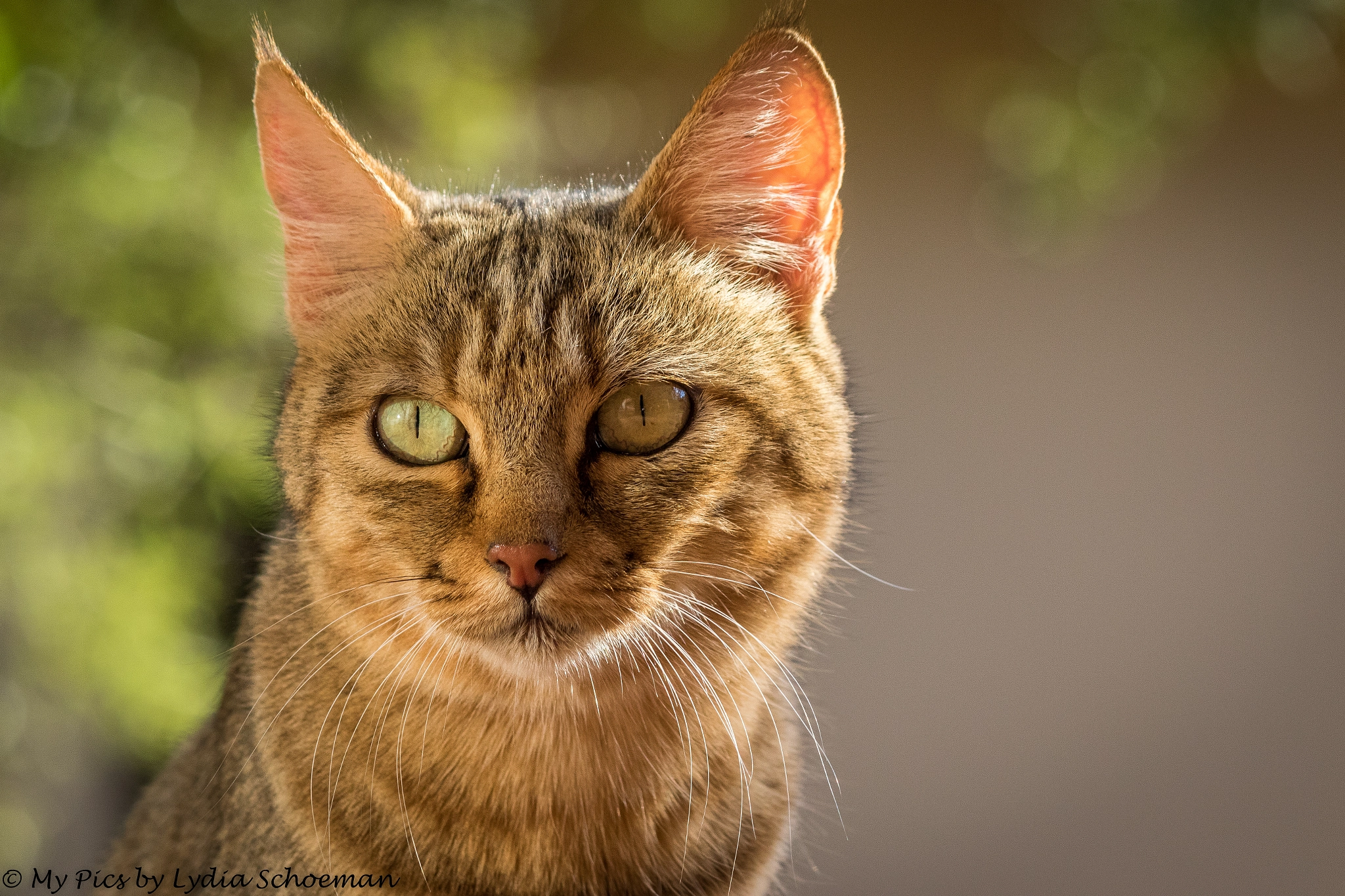 Canon EF-S 55-250mm F4-5.6 IS II sample photo. African wildcat photography
