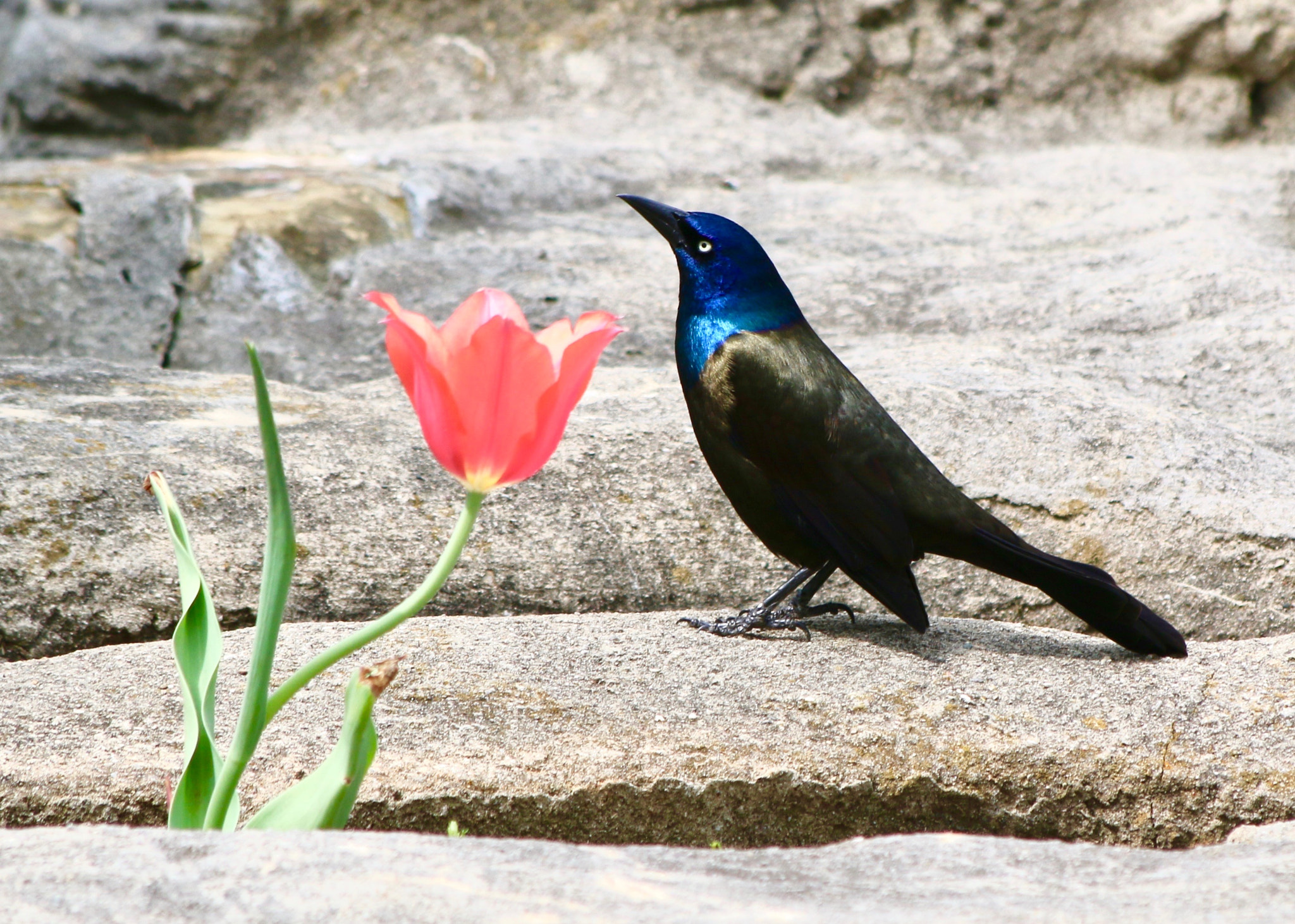 Canon EF 70-300mm F4-5.6 IS USM sample photo. Common grackle photography