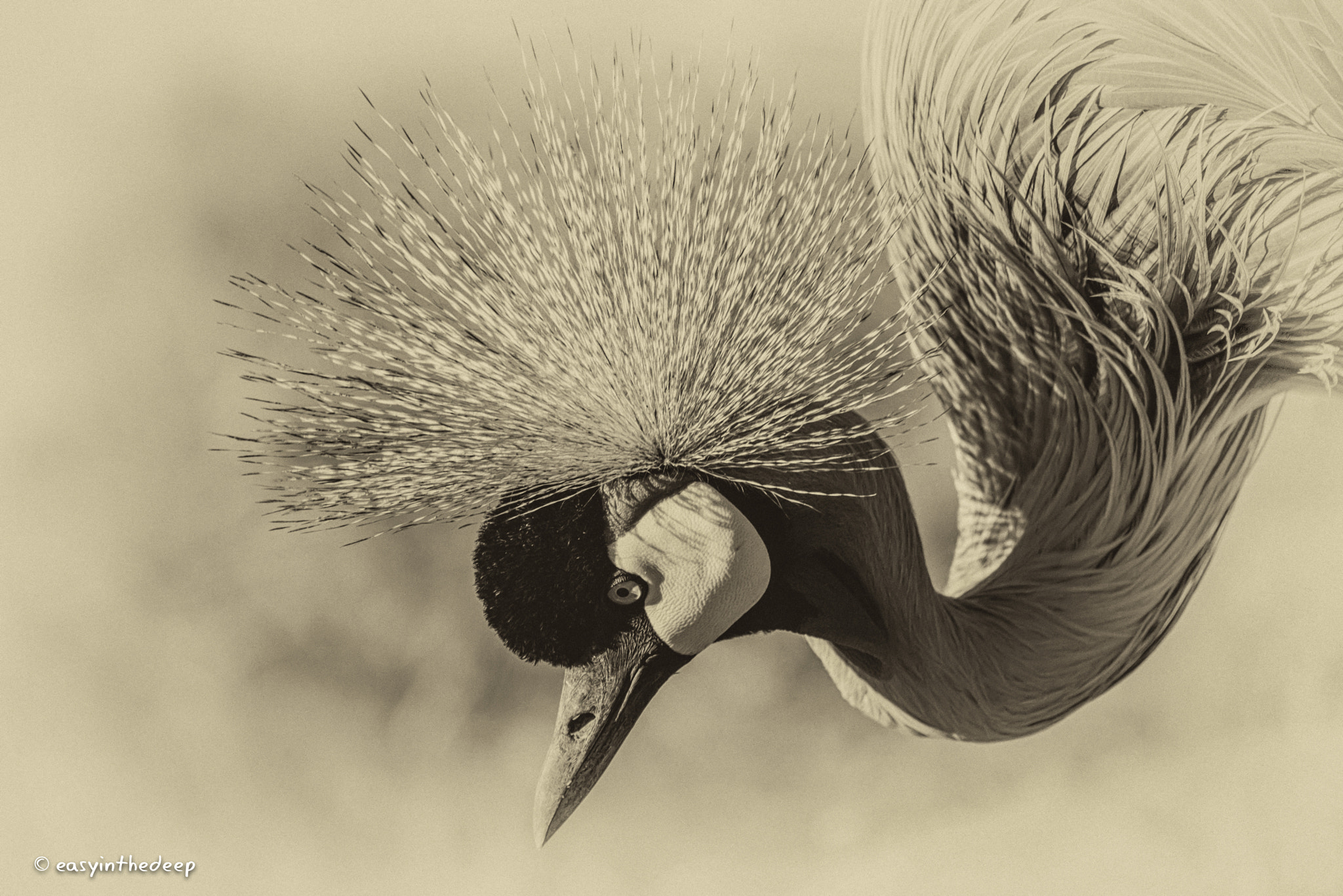 Nikon D750 + Tamron SP 150-600mm F5-6.3 Di VC USD sample photo. Colour implied. crested crane in b&w. photography