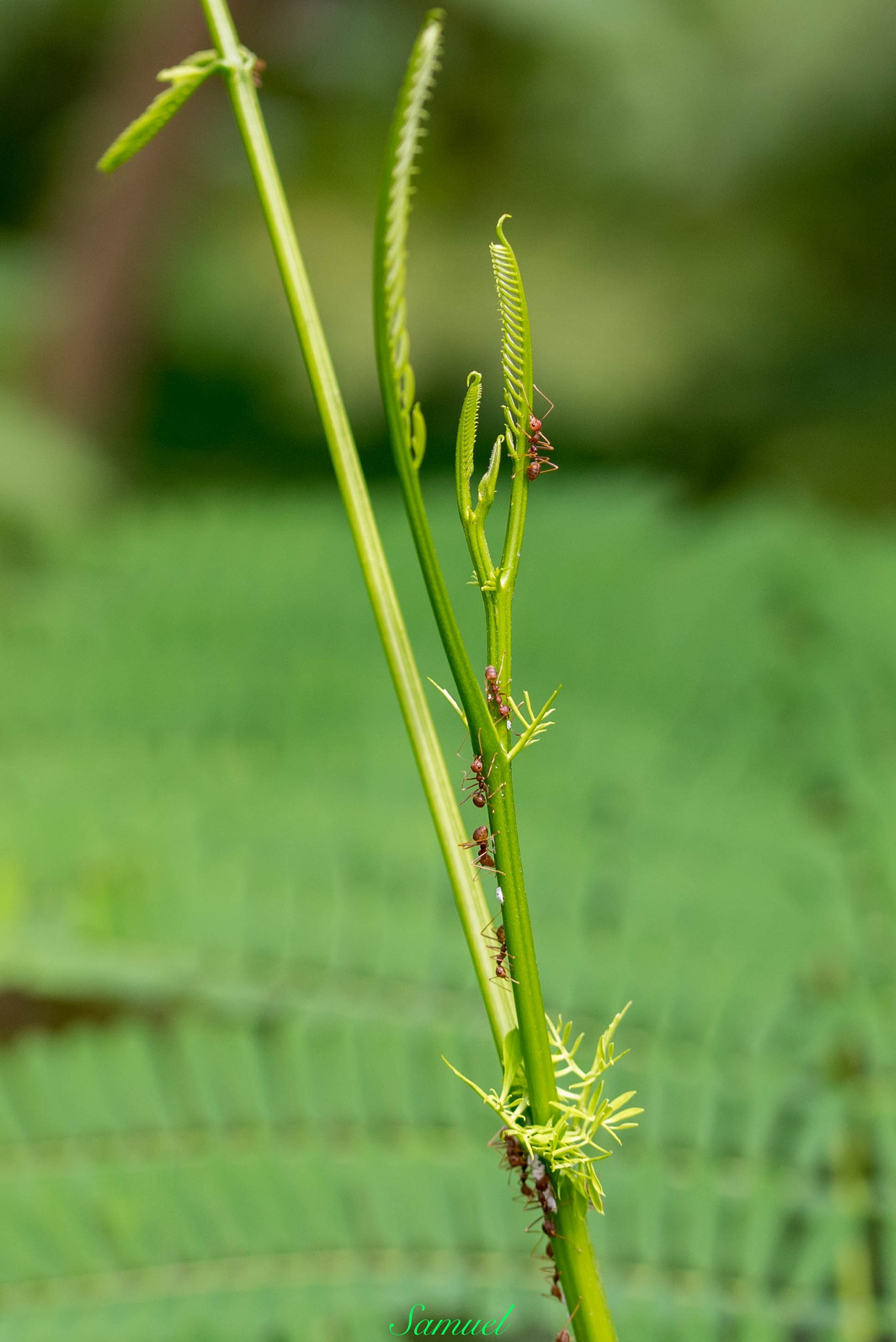 Sigma 105mm F2.8 EX DG OS HSM sample photo. Red ants. photography