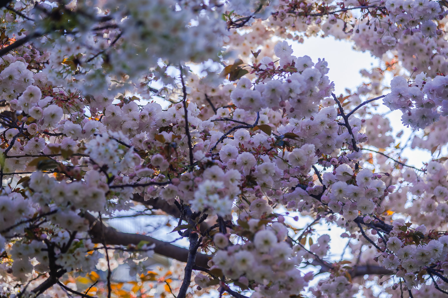 Nikon AF-S Nikkor 24-120mm F4G ED VR sample photo. Dsc photography