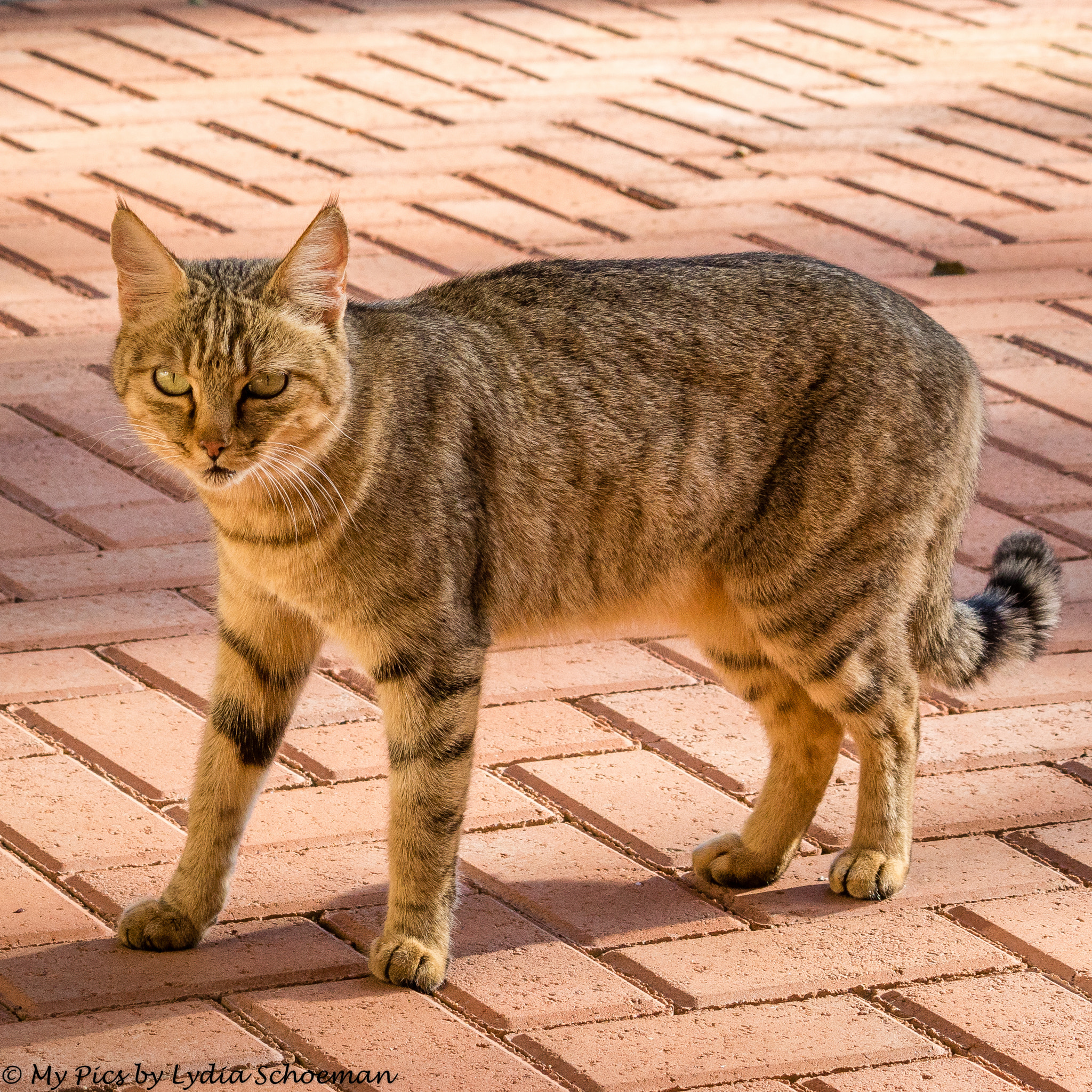 Canon EF-S 55-250mm F4-5.6 IS II sample photo. African wildcat photography