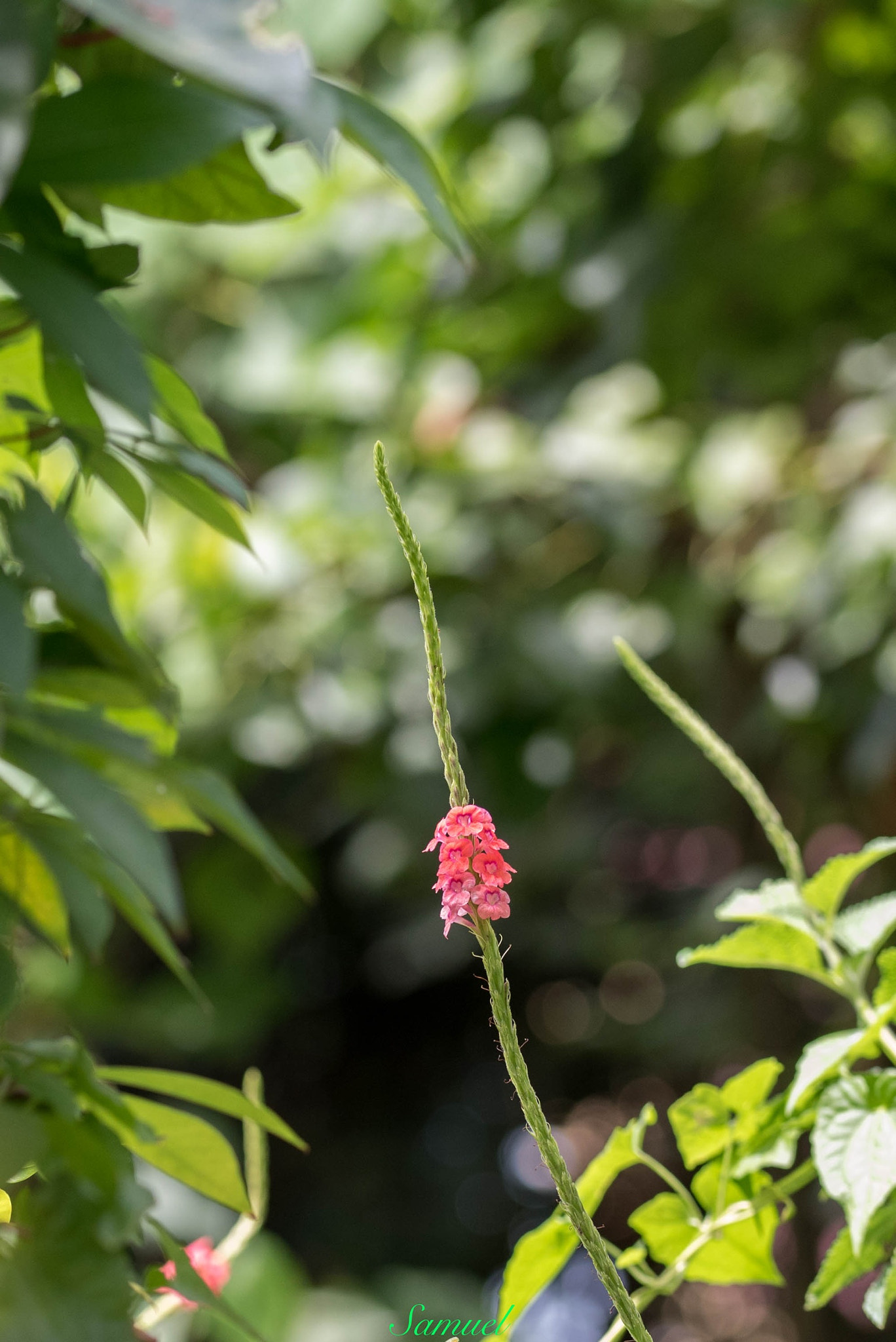 Sigma 105mm F2.8 EX DG OS HSM sample photo