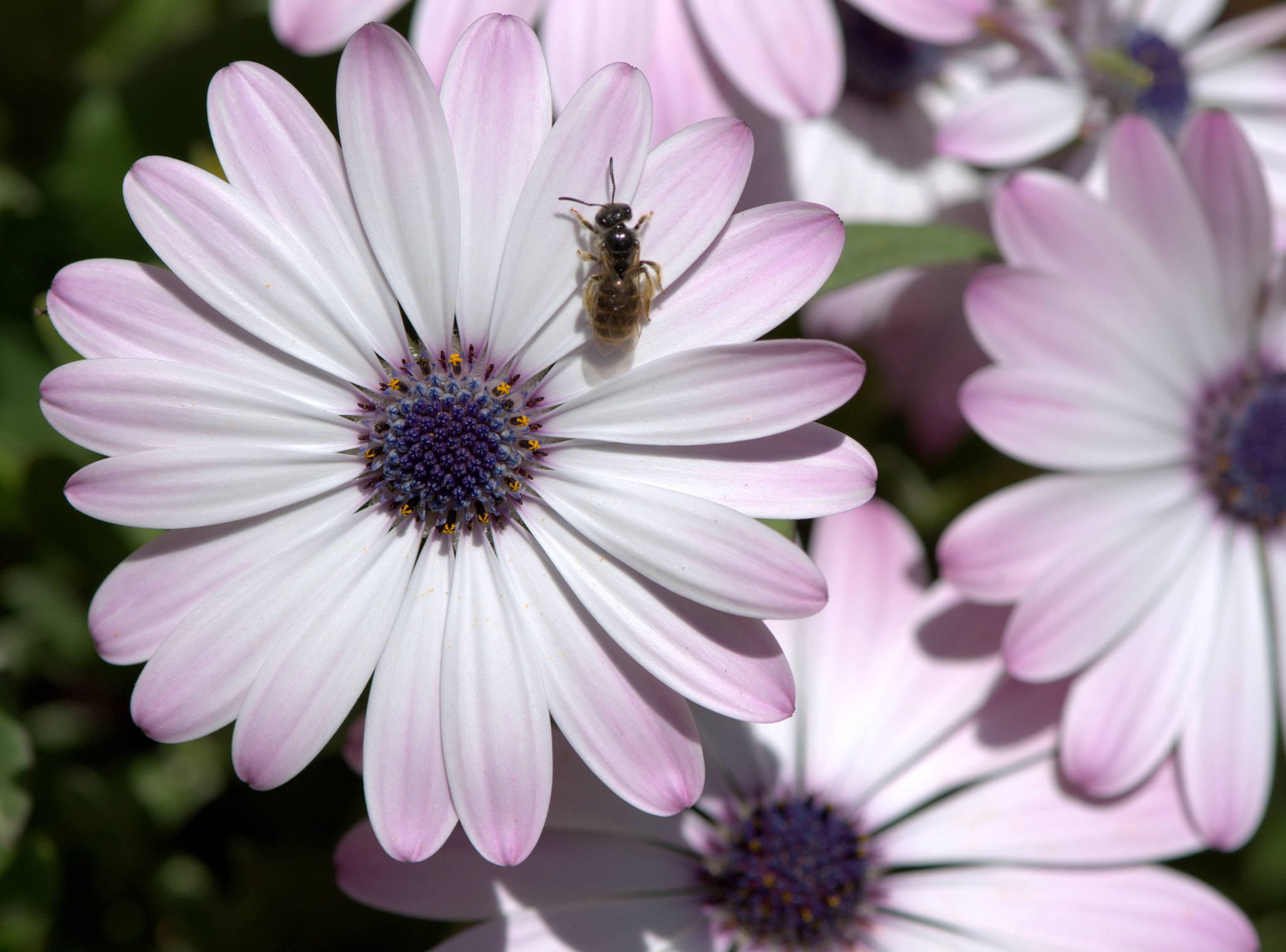 Nikon AF-S Micro-Nikkor 105mm F2.8G IF-ED VR sample photo. Mauve photography