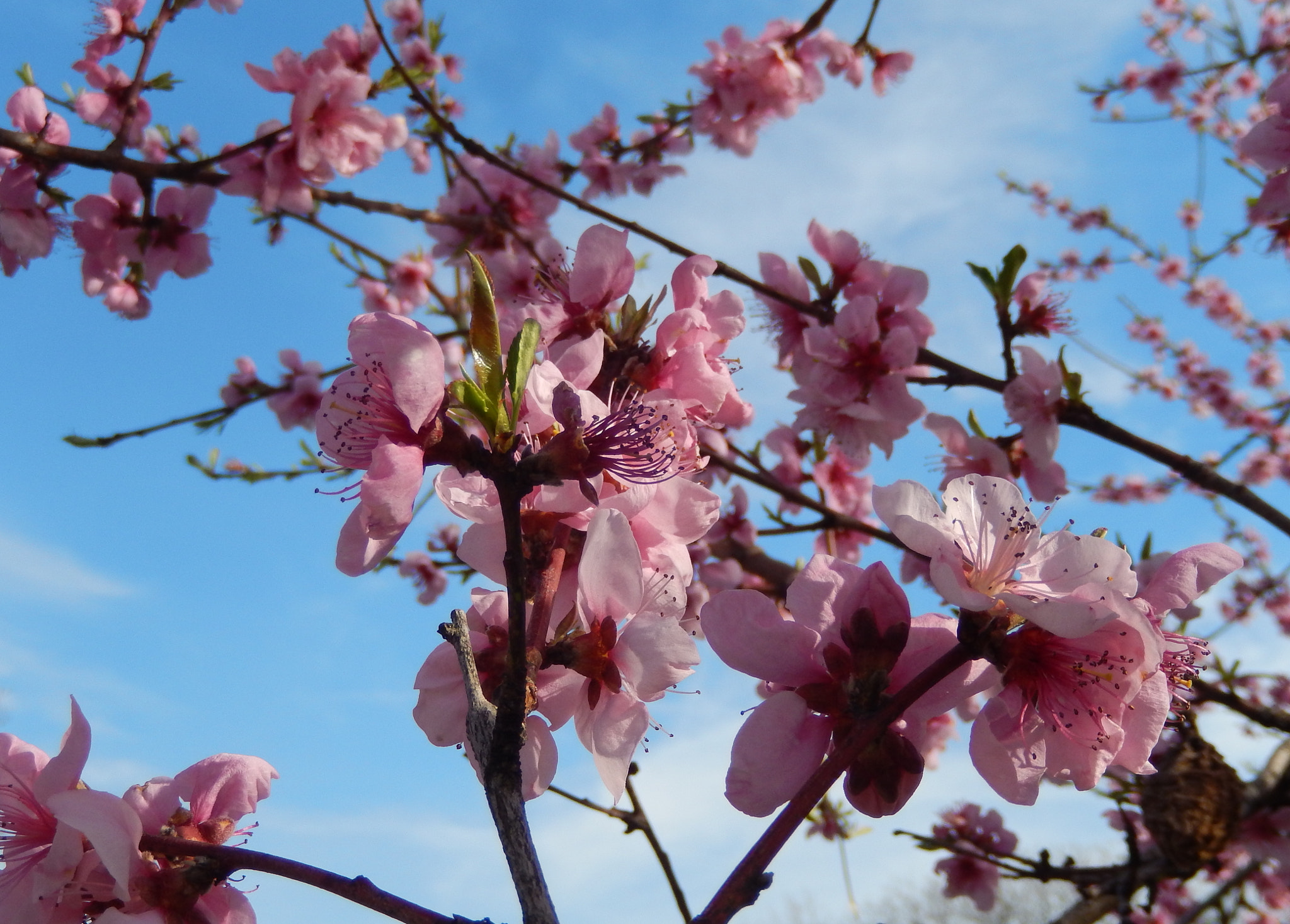 Nikon COOLPIX S9400 sample photo. Spring blossoms photography