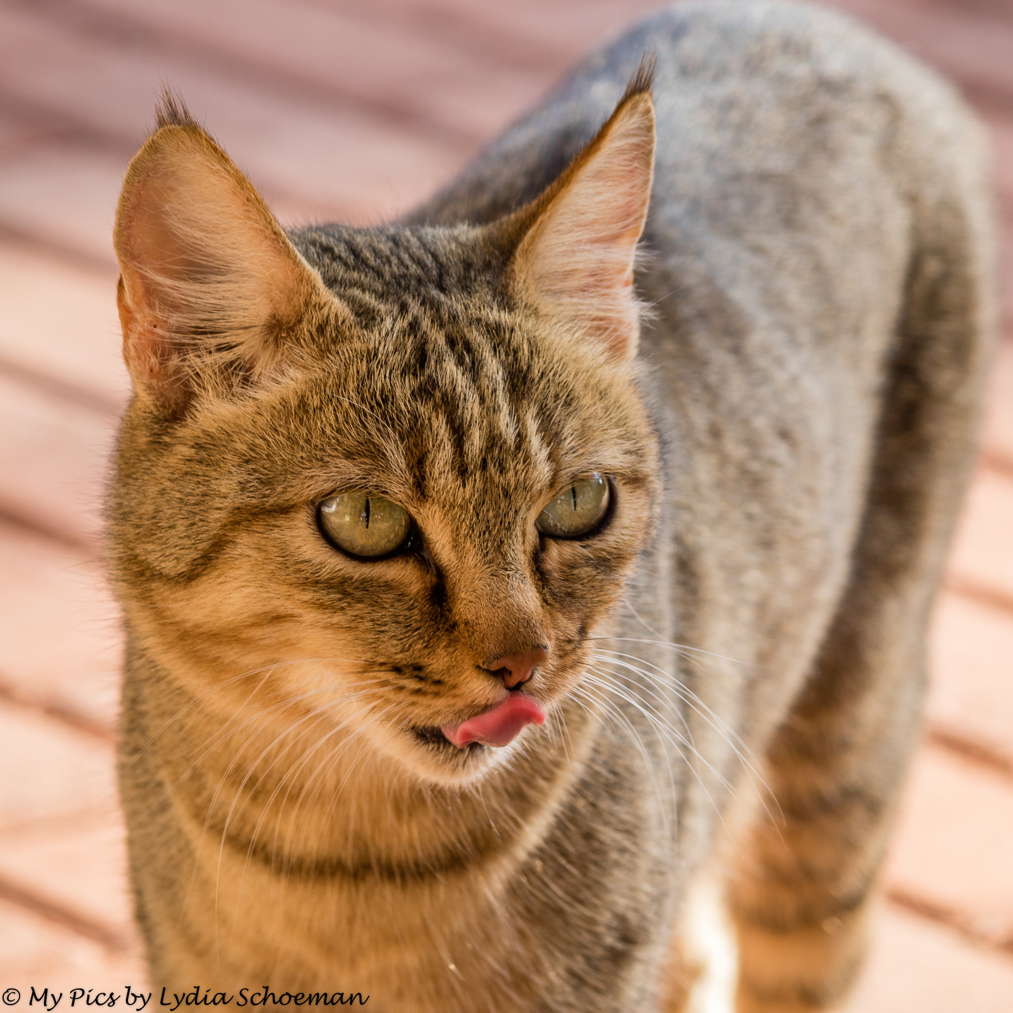 Canon EF-S 55-250mm F4-5.6 IS II sample photo. African wildcat photography