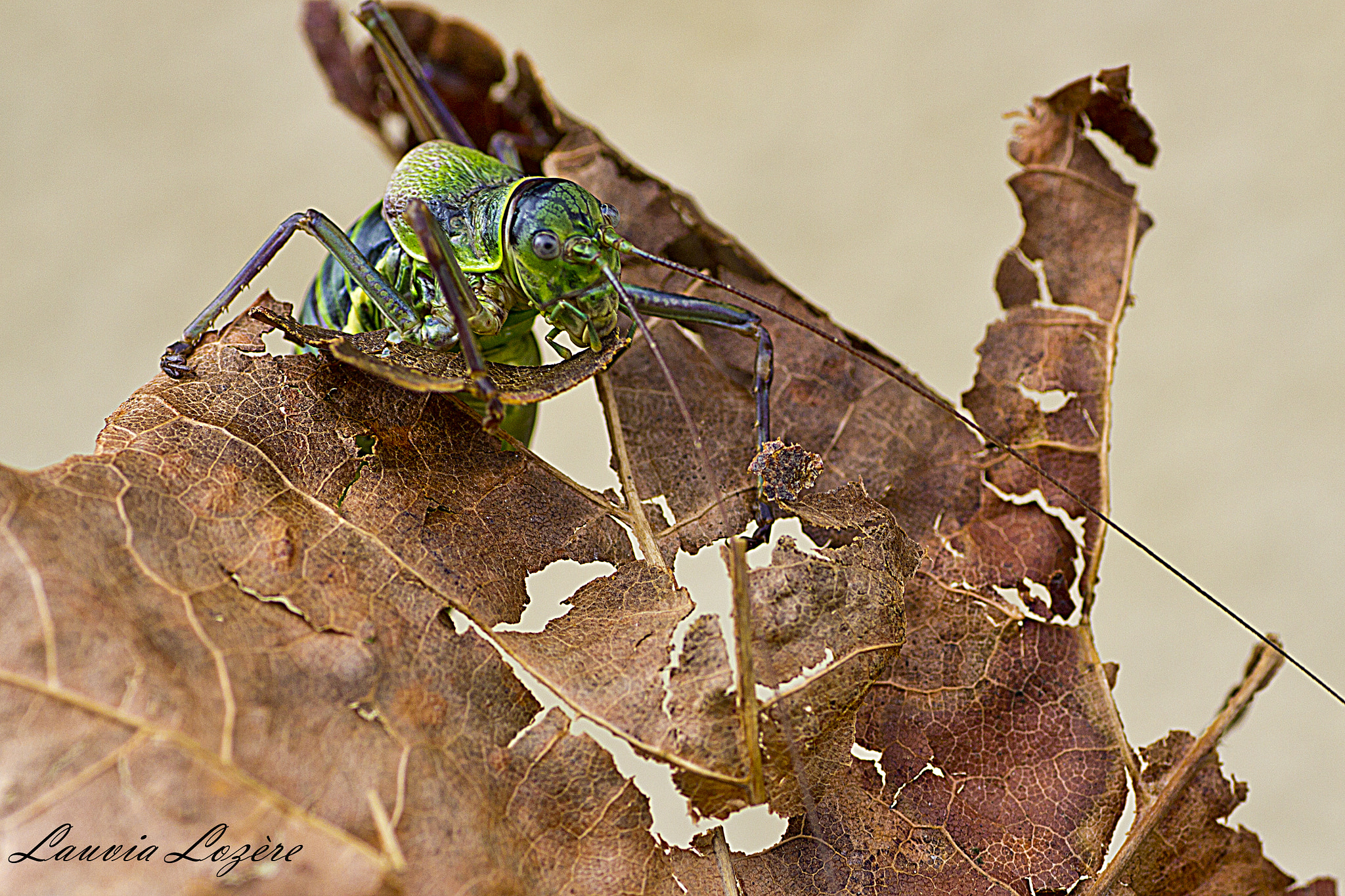 Canon EOS 60D + Tamron SP AF 90mm F2.8 Di Macro sample photo. Alien photography