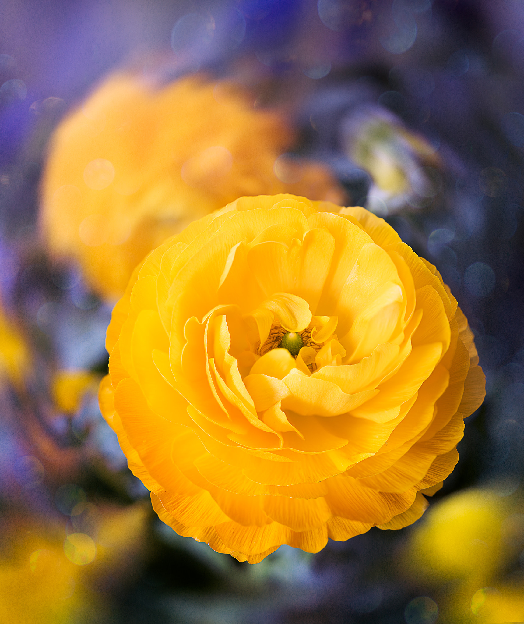 Nikon AF-S Micro-Nikkor 105mm F2.8G IF-ED VR sample photo. Spring beauty photography