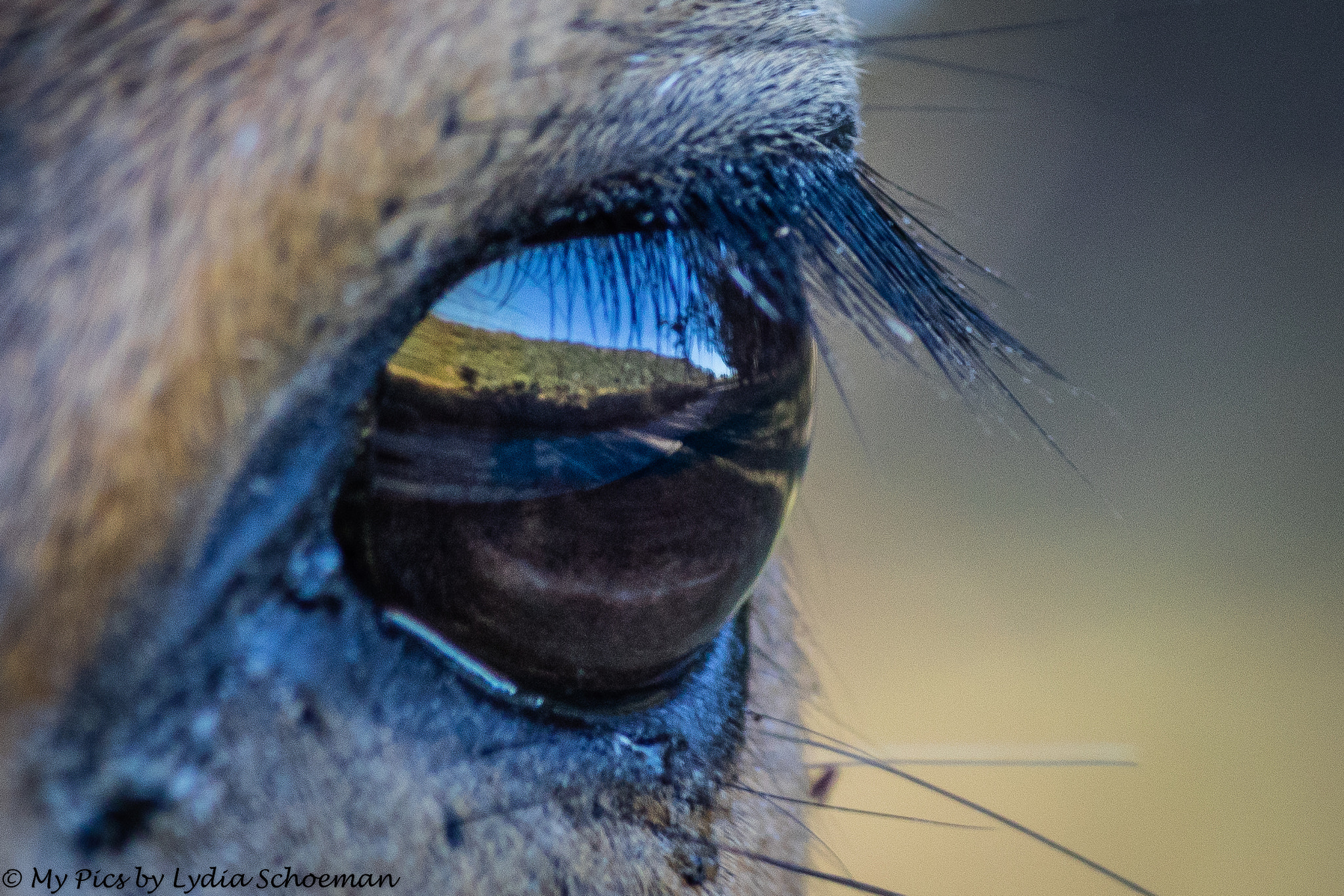 Canon EF-S 55-250mm F4-5.6 IS II sample photo. Buhbuck with landscape in his eye photography