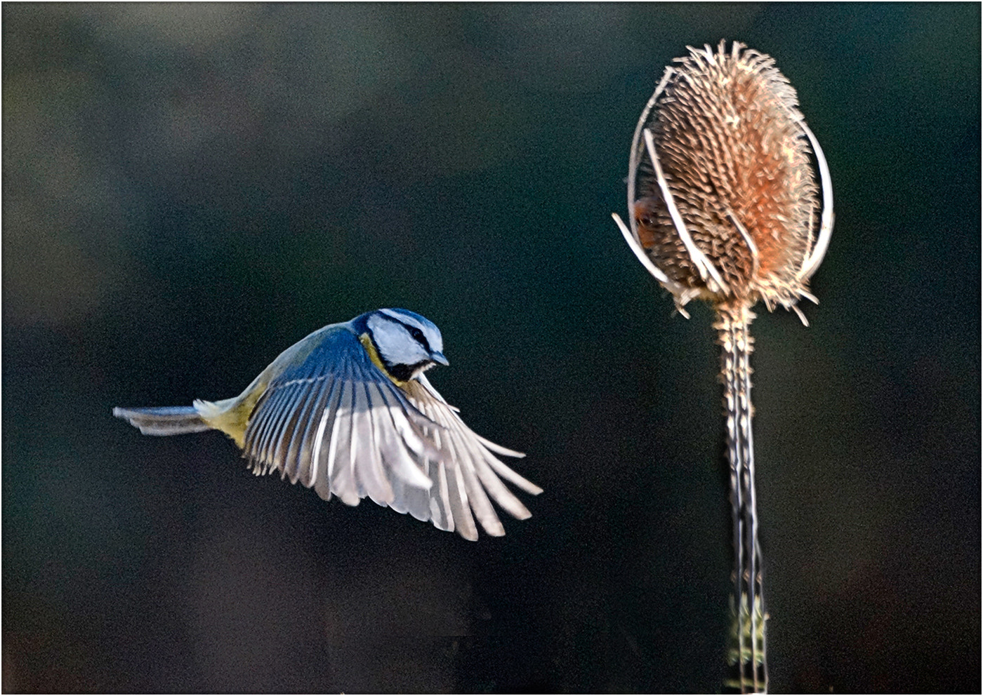 Sony a99 II + Sony 70-400mm F4-5.6 G SSM II sample photo. Blue tit photography