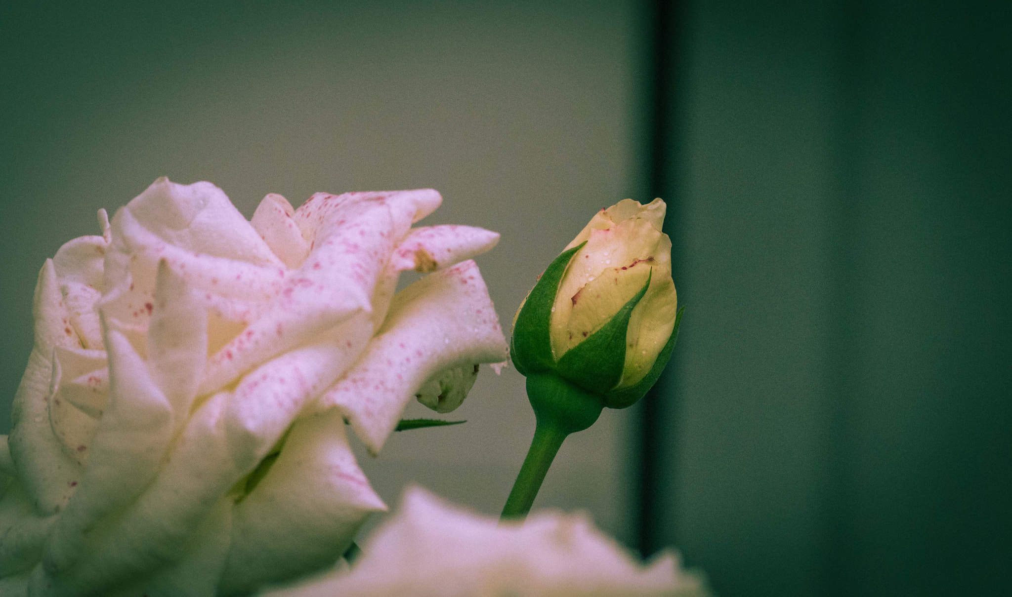 Nikon D3200 sample photo. Pimpollo rosal  photography