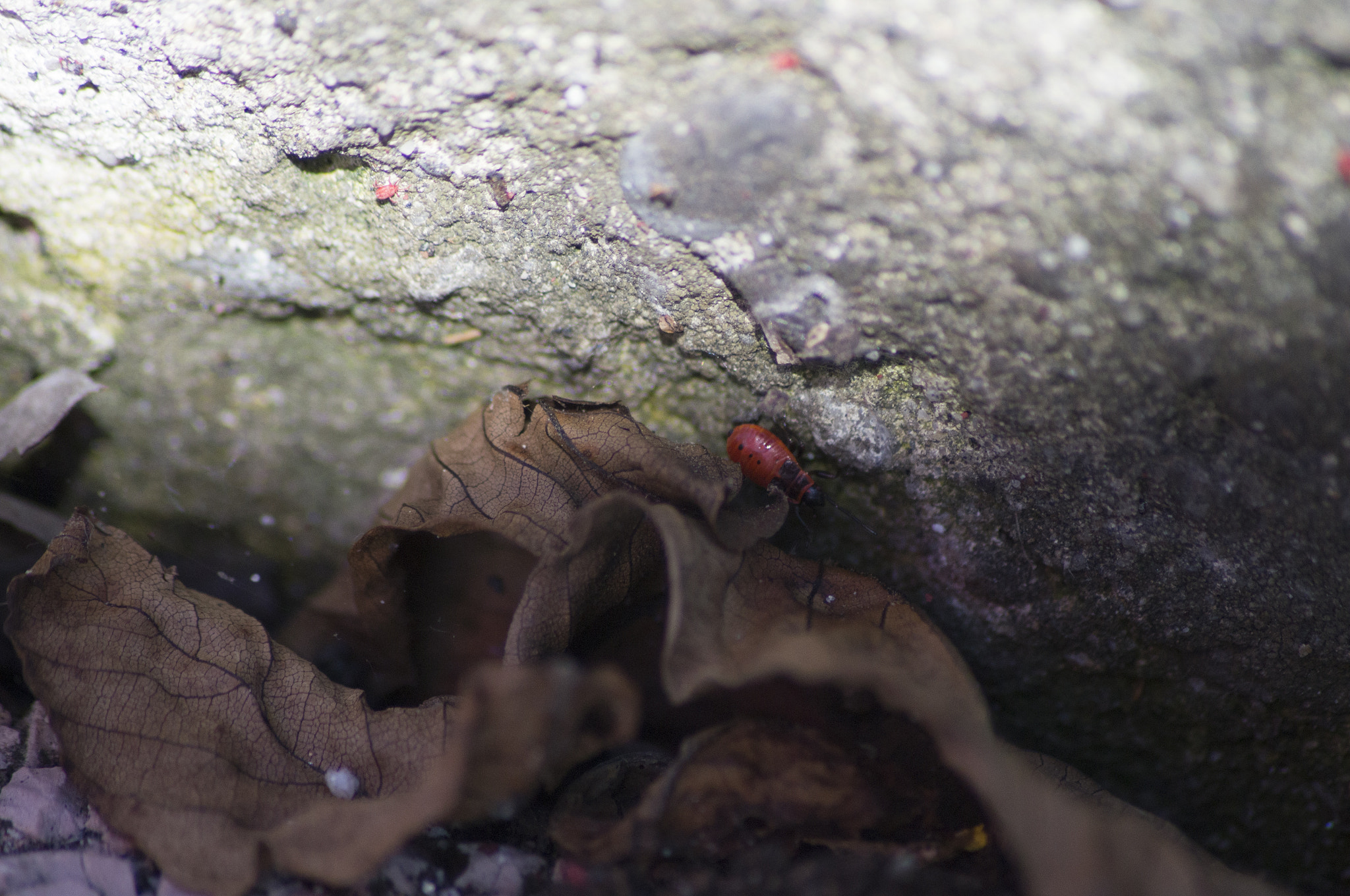 Sony 75-300mm F4.5-5.6 sample photo. Undergrowth photography