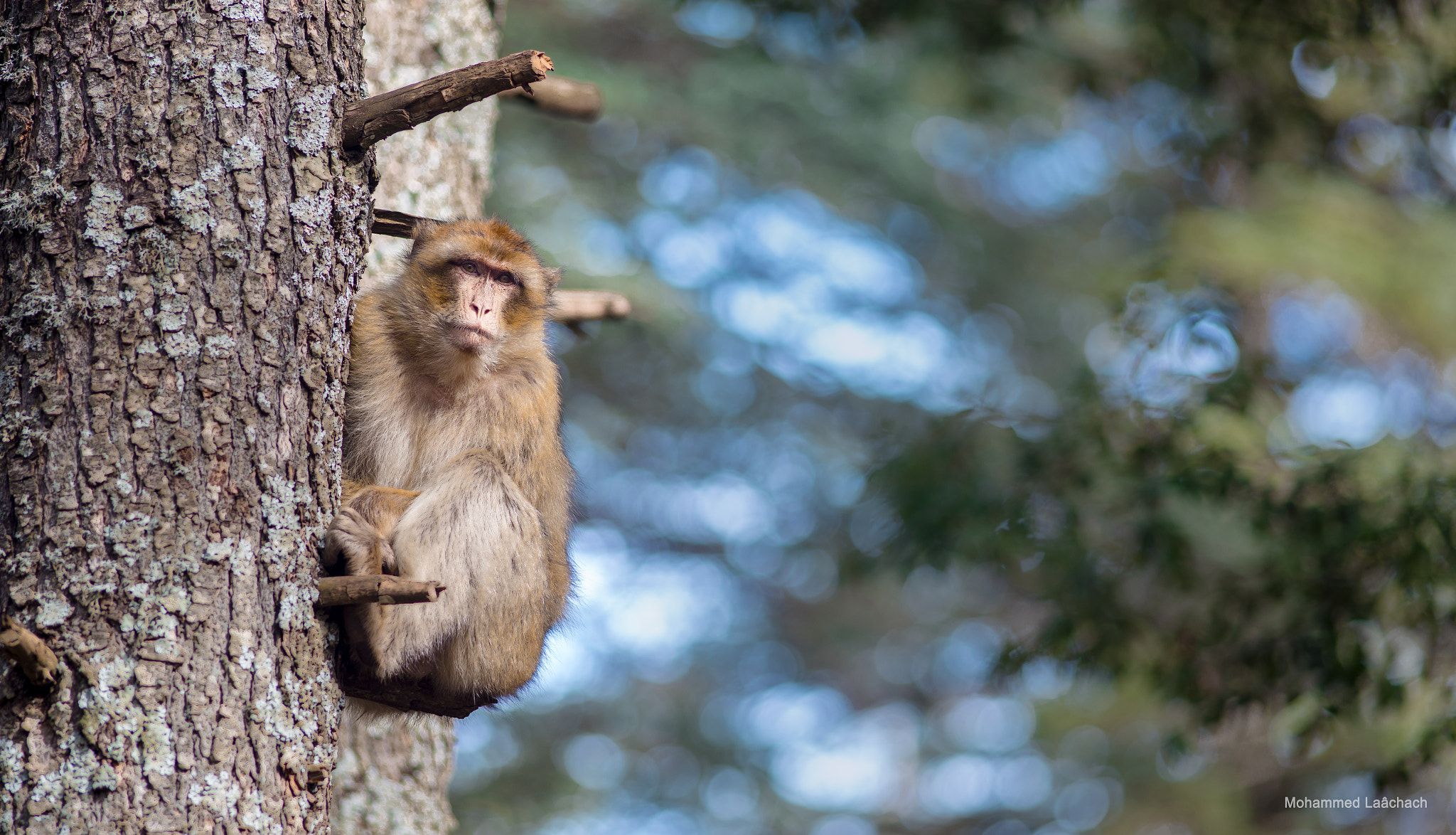 Canon EF 200mm F2.8L II USM sample photo. A colorful monkey scrambling up a tree photography