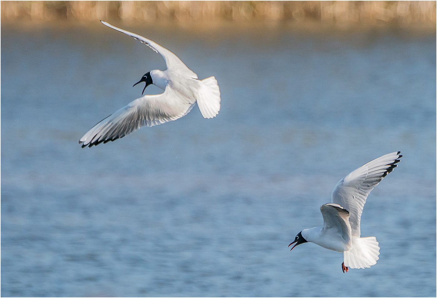 Sony 70-400mm F4-5.6 G SSM II sample photo. The chase is on photography