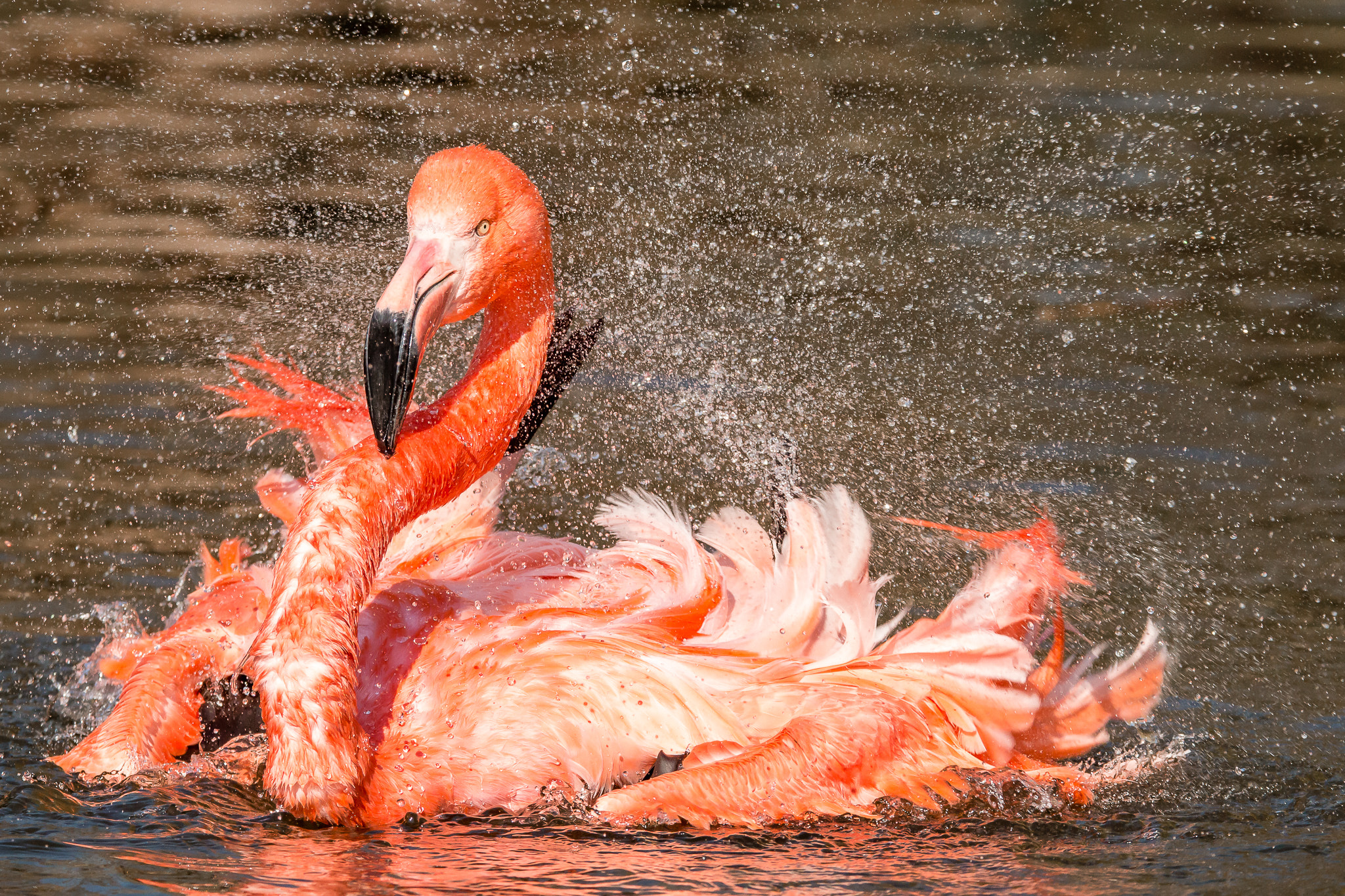 Tamron SP 150-600mm F5-6.3 Di VC USD sample photo. Heute ist waschtag photography