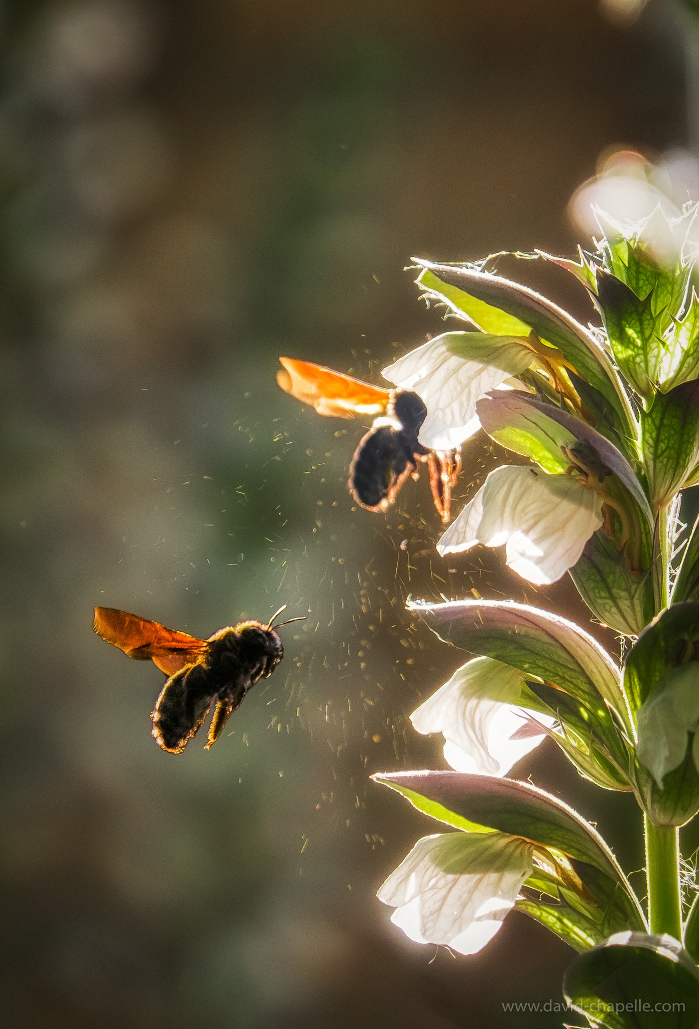 Fujifilm X-E1 sample photo. Bumblebee flower business photography